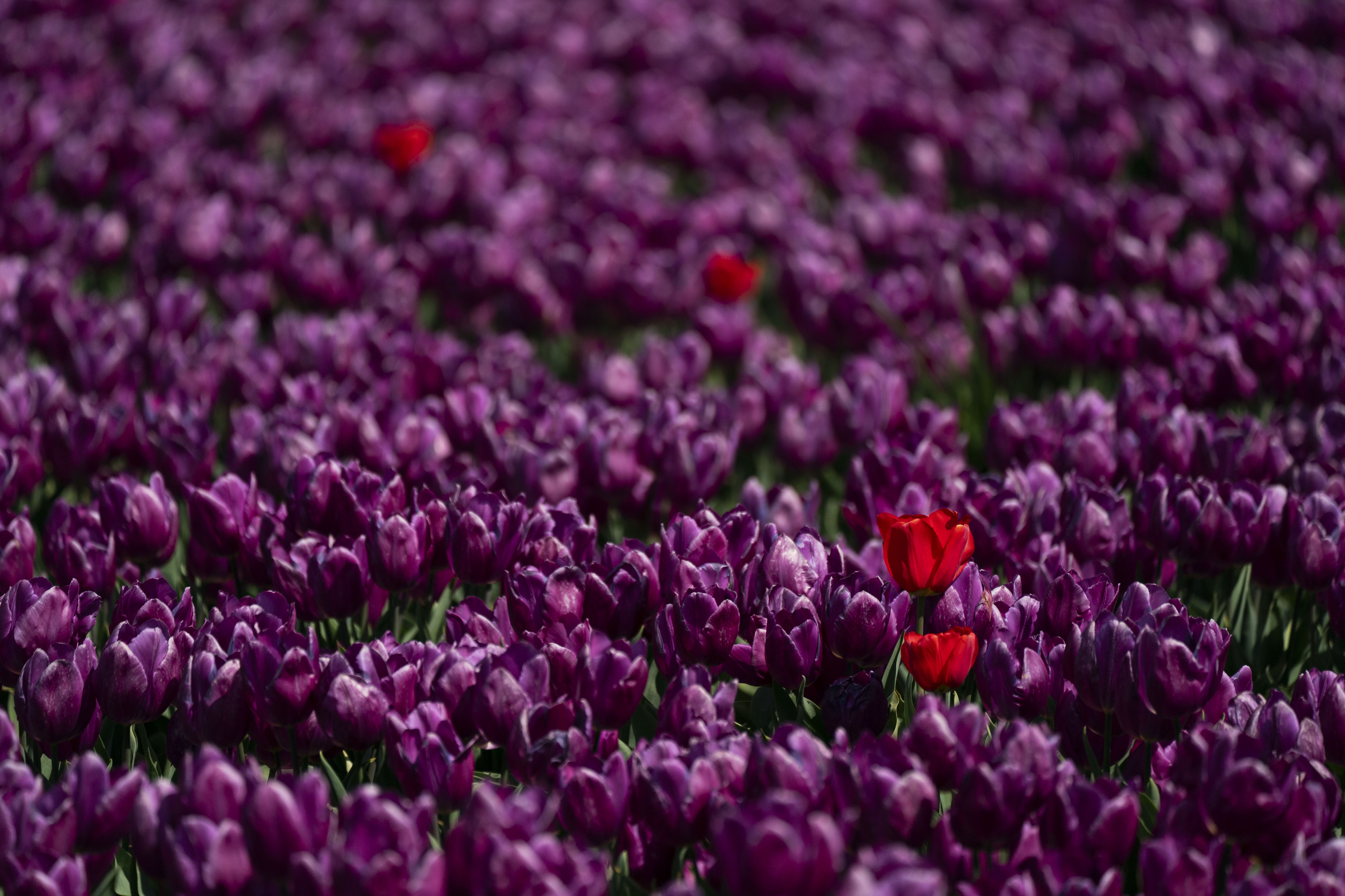 2026 Wooden Shoe Tulip Festival in Woodburn - oregonlive.com