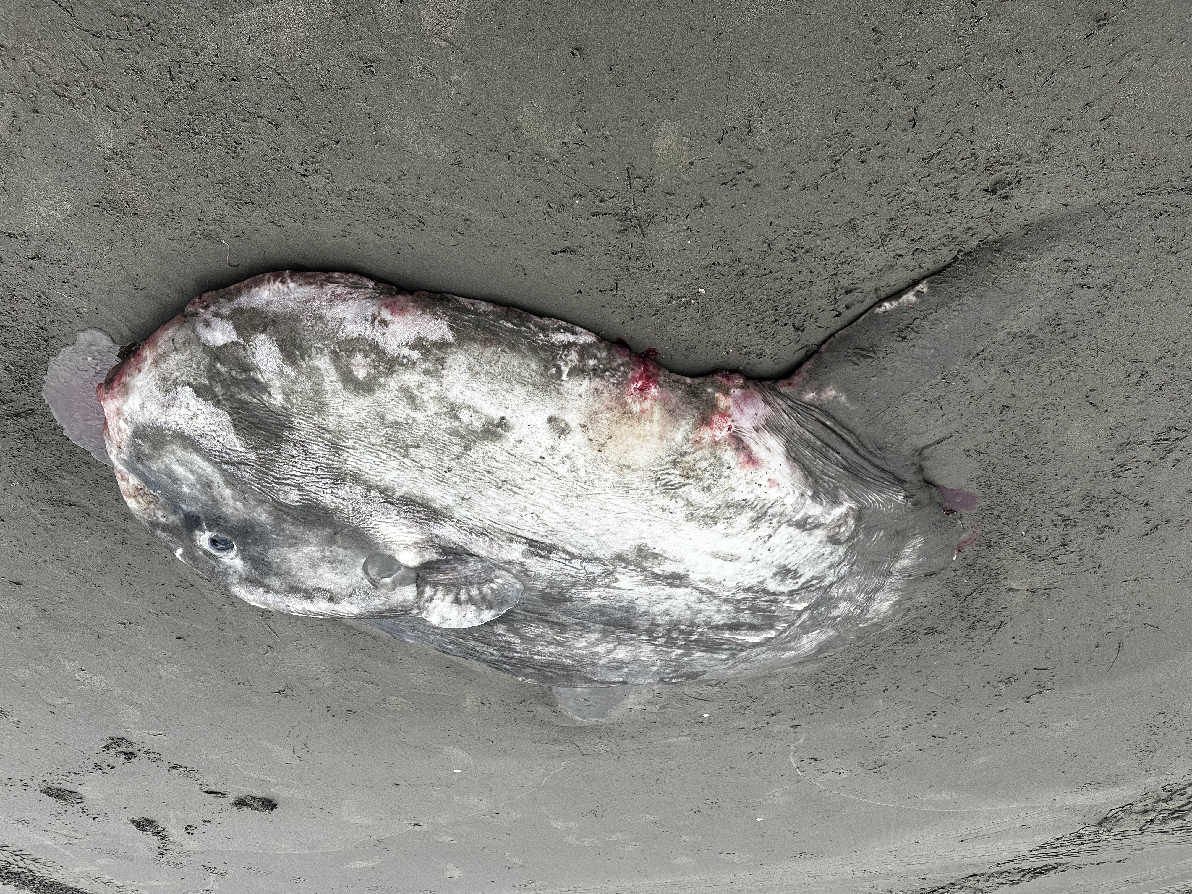 Sunfish found stranded on Oregon Beach June 2025