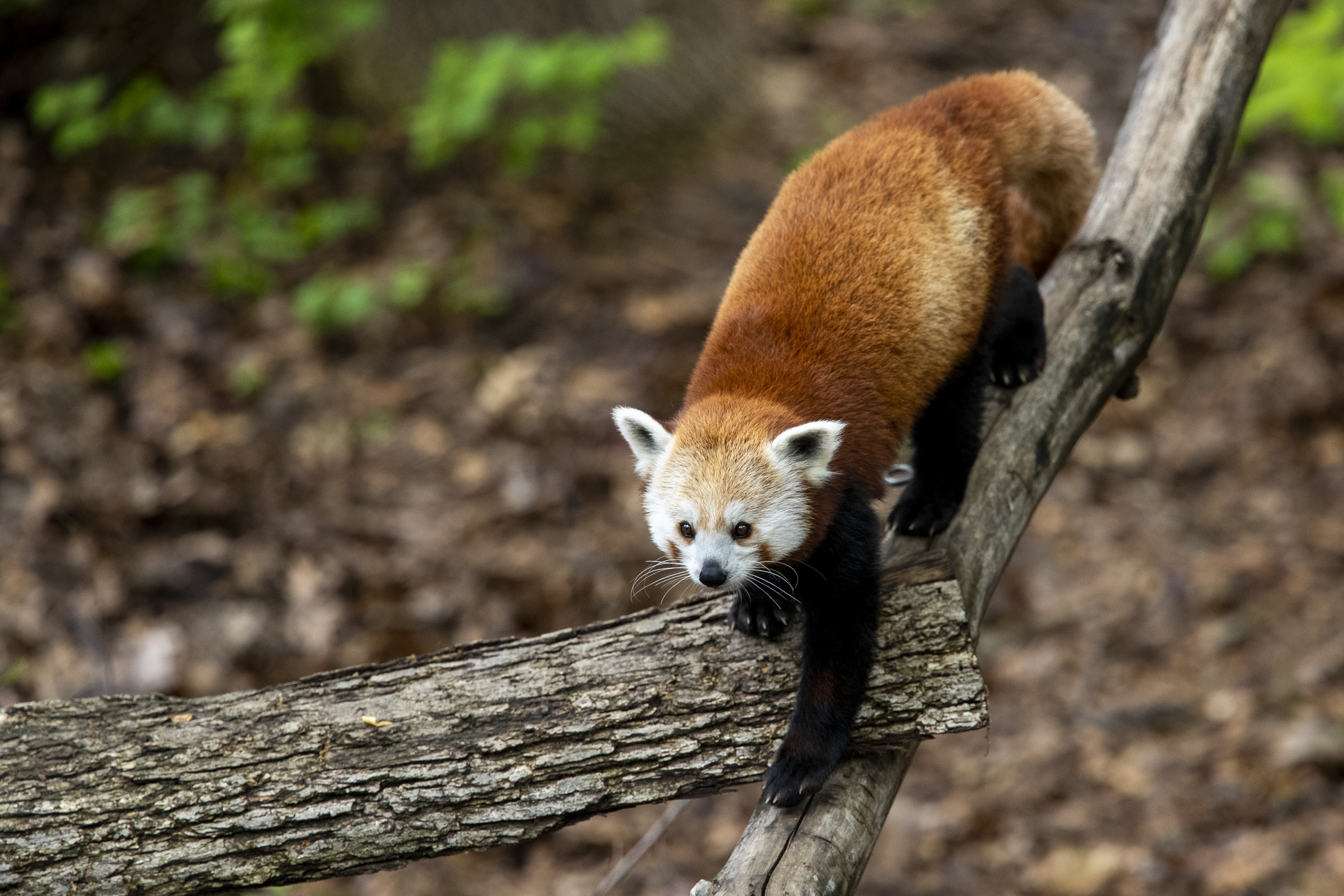 John Ball Zoo Announces Pregnant Red Panda Mlive Com