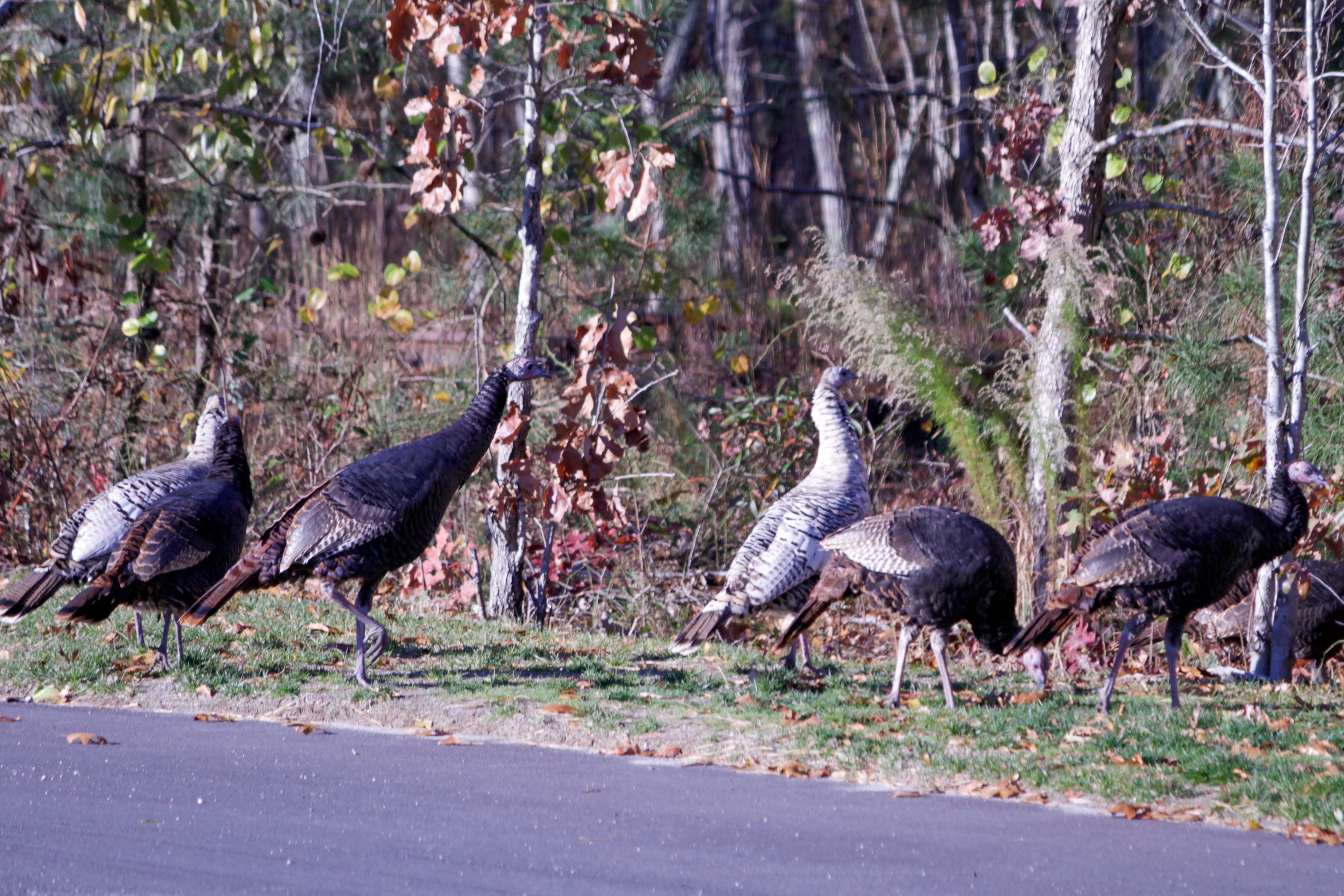 Pensilvanya hindi av sezonu yaklaşırken, Lehigh Valley’deki azalan kuş popülasyonlarına rağmen coşku artıyor
