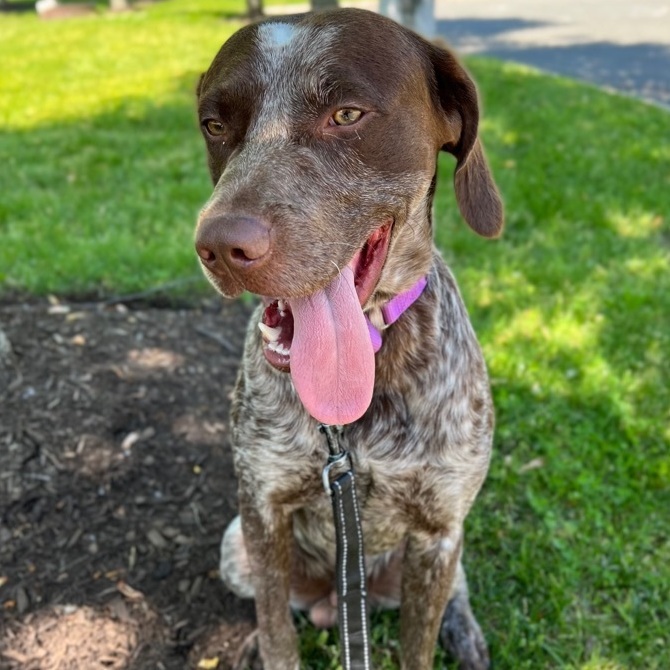 NY Mets pitcher, wife pay for all adoption fees at St. Hubert's