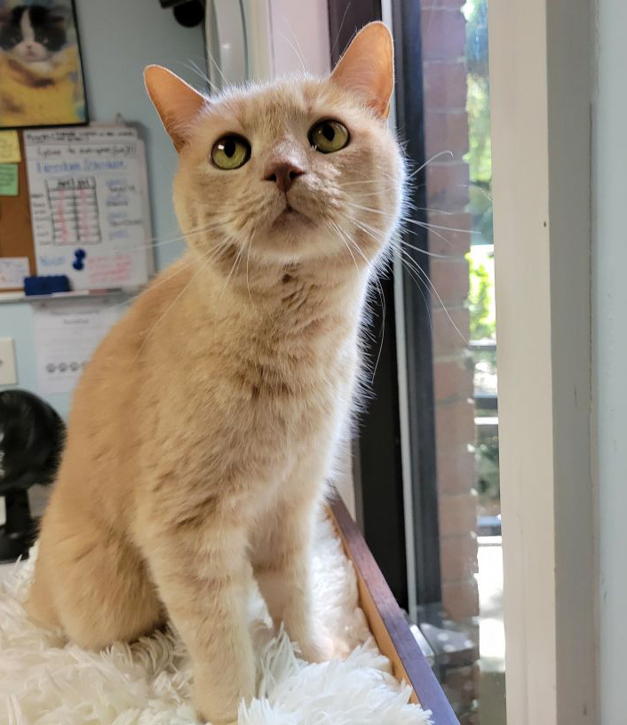 N.J. pets in need July 19, 2021