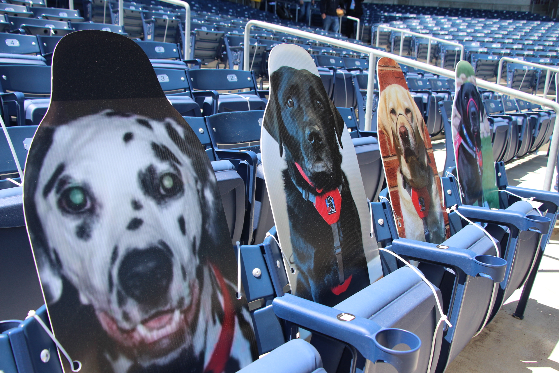 Woofster, the official rescue dog of Worcester Red Sox mascot Smiley  News Photo - Getty Images