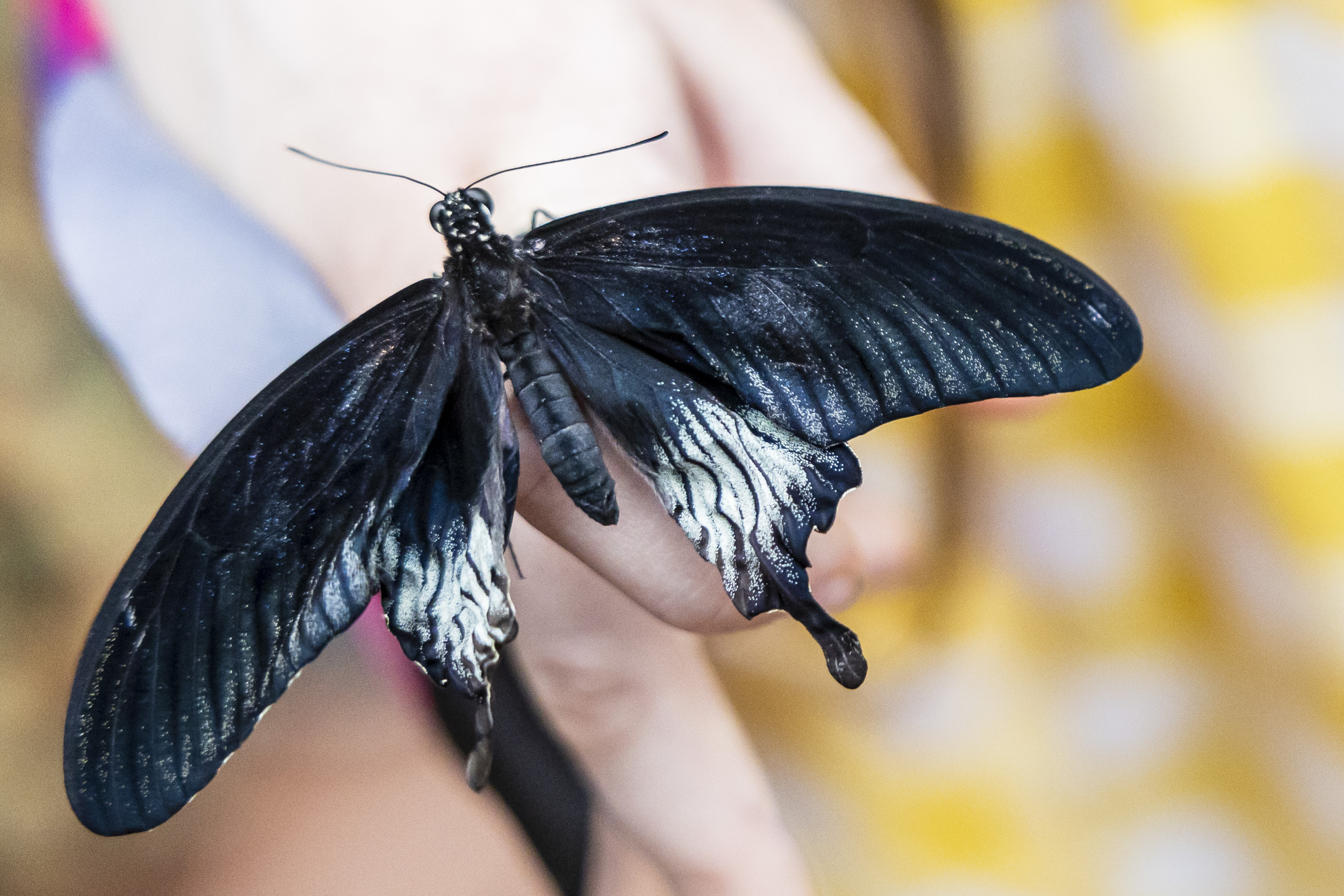 Butterflies Around The Fountain: BLACK AWARENESS DAY - Dia da