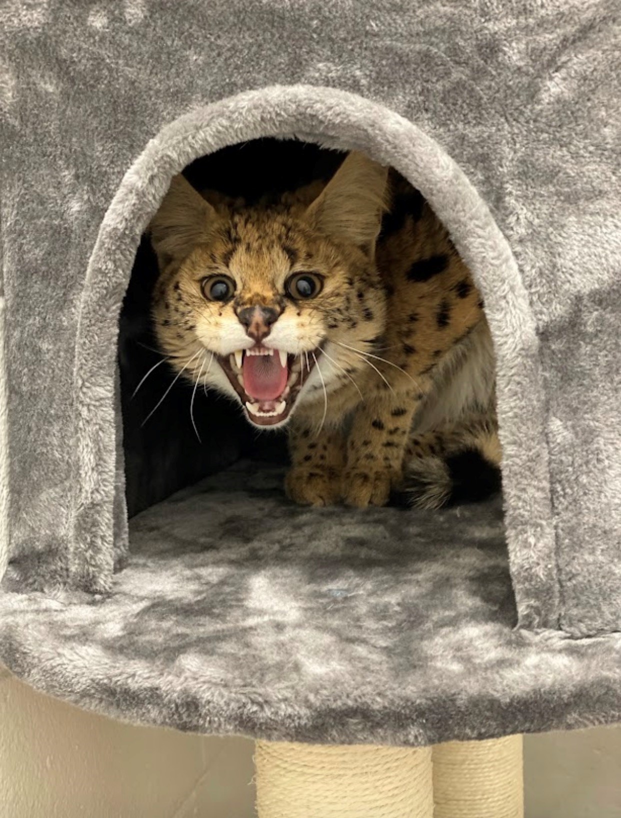 Injured African Serval Bruno Found In Massachusetts Yard Has Found A Home Masslive Com