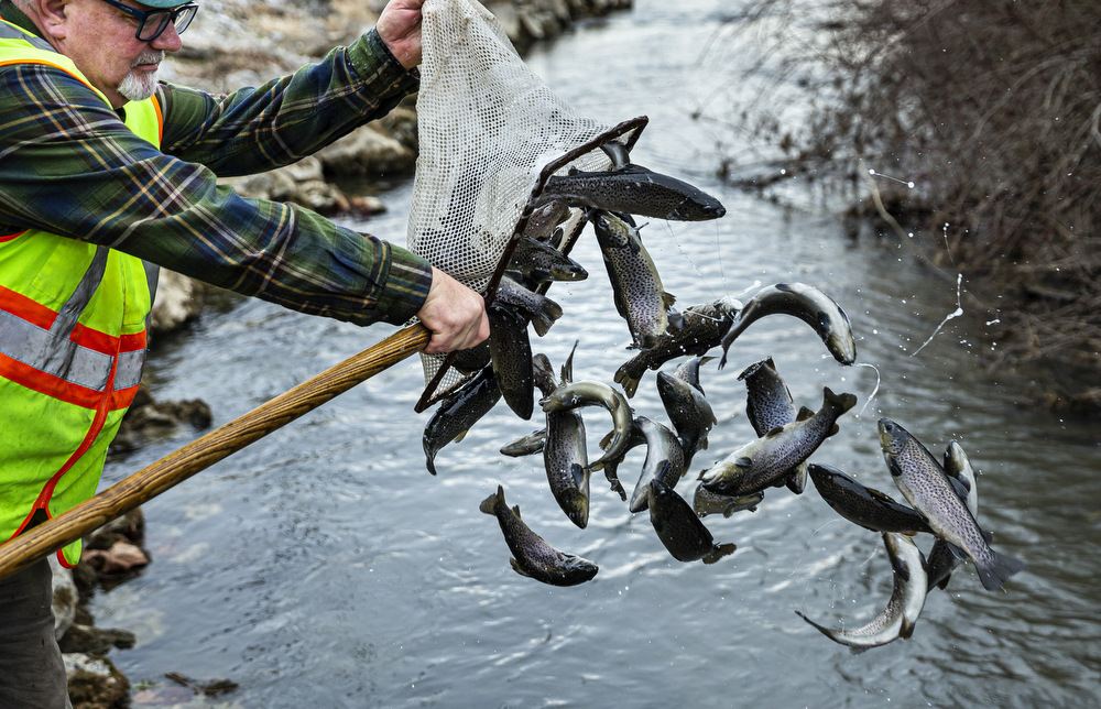 Pa. trout stocking schedule announced: Here's where to find the