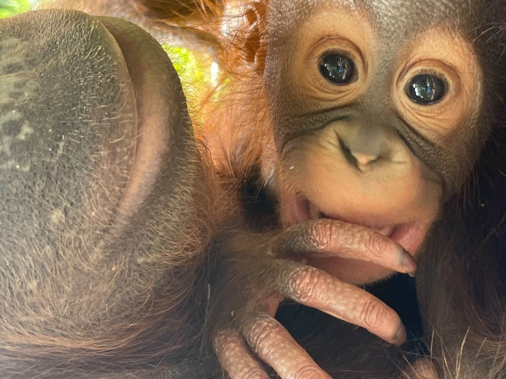 All the baby animals that came through the Oregon Zoo in 2022