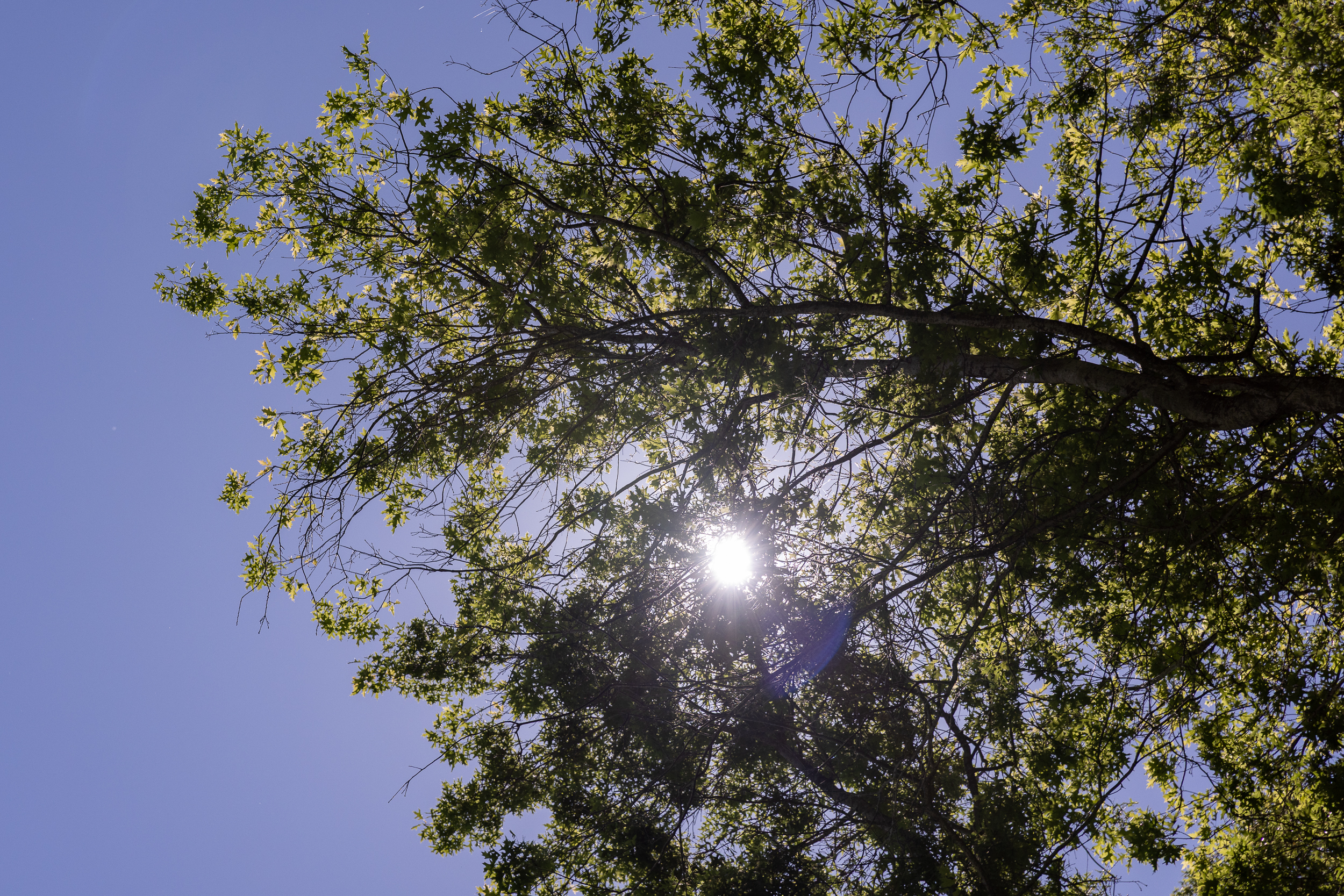 Air quality advisory issued for Portland metro area as temperatures soar – OregonLive.com