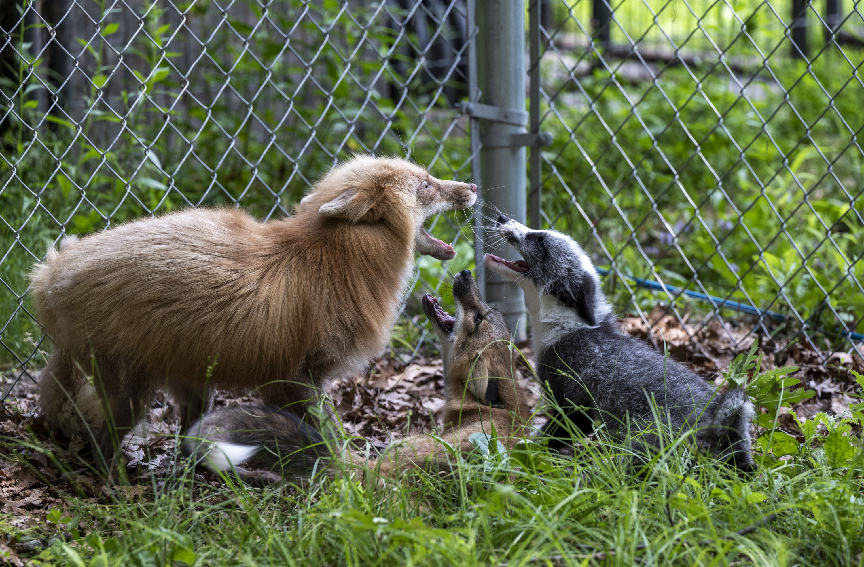 50 foxes have found forever homes at this Michigan sanctuary