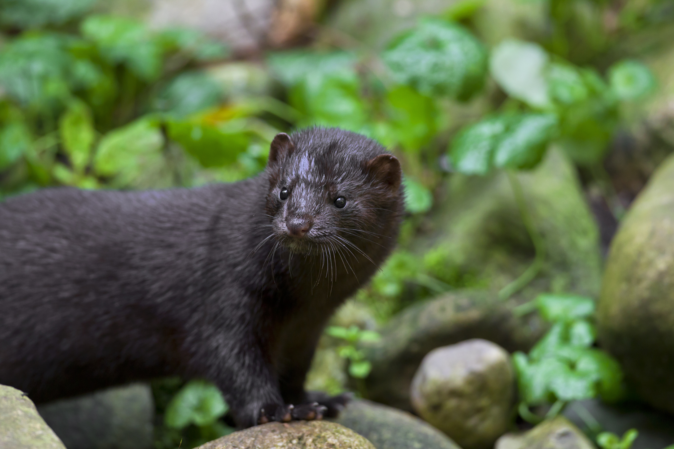 The American mink farmed and in the wild - oregonlive.com