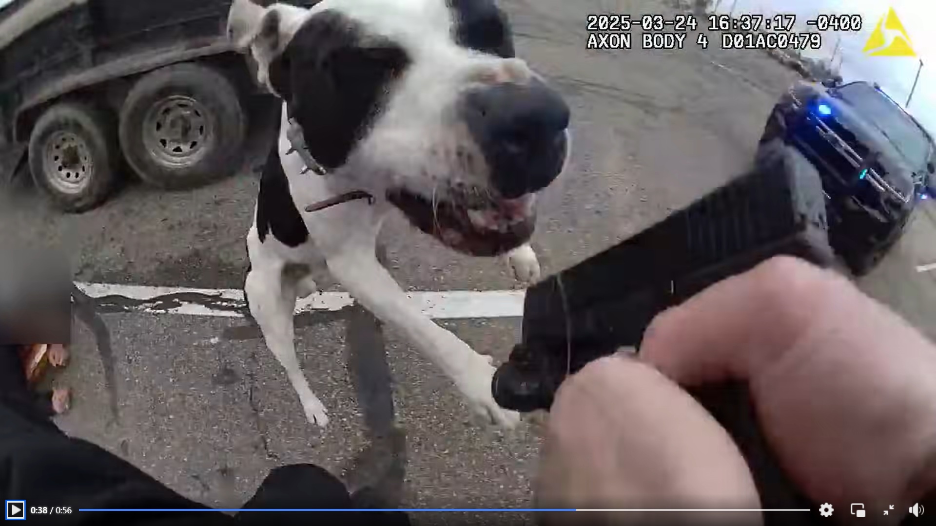 Deputy shoots and kills 'aggressive' dog in Kalamazoo County - mlive.com