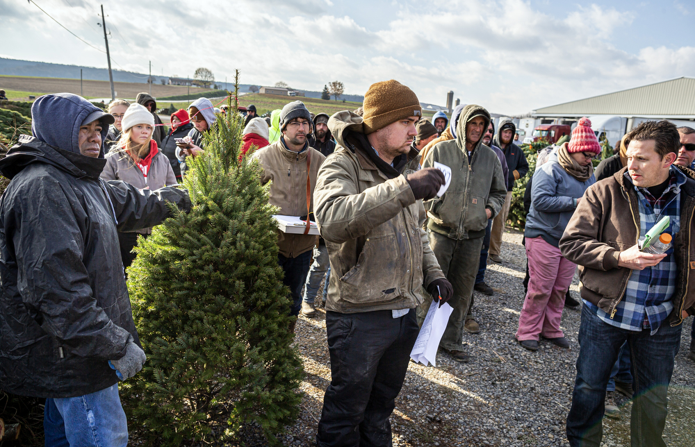 World’s largest Christmas tree auction at Buffalo Valley Produce