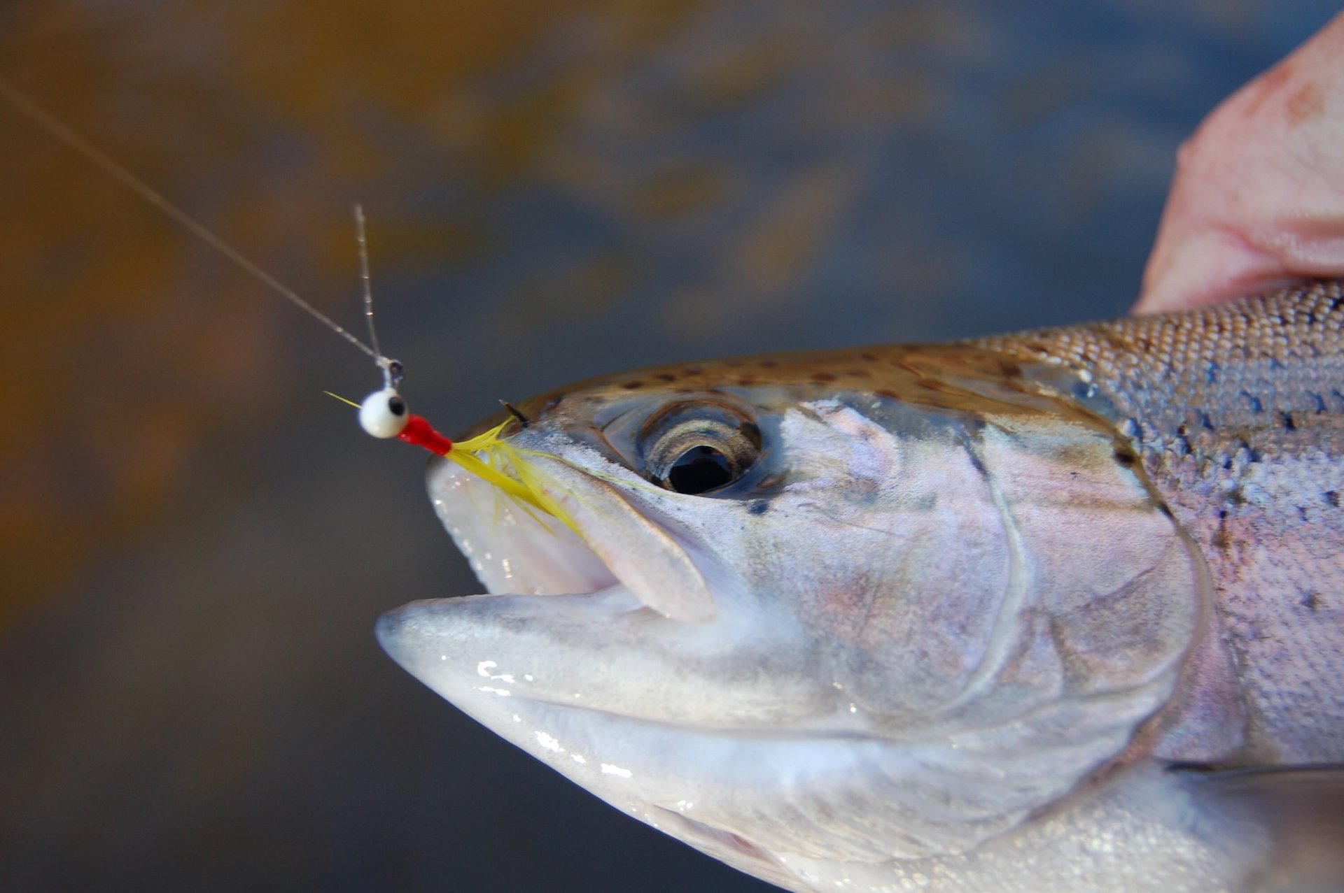Best Way To Fish Shrimp Lures In The Shallows (And Catch Loads Of Trout) 