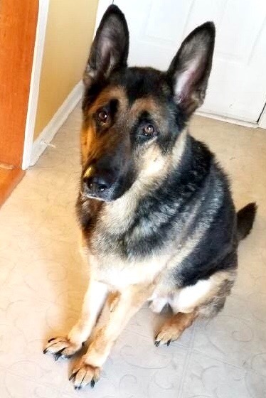 Adult German Shepherds for Sale in NJ