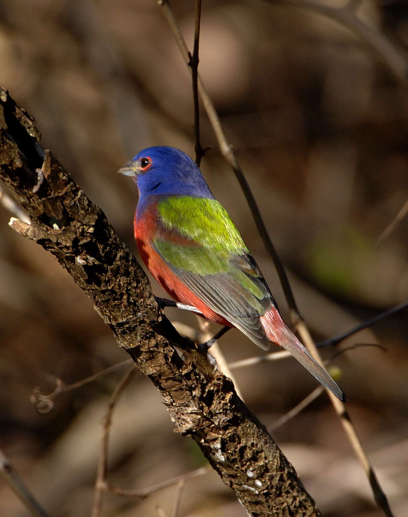 Light pollution raises exposure of birds to toxic chemicals new study
