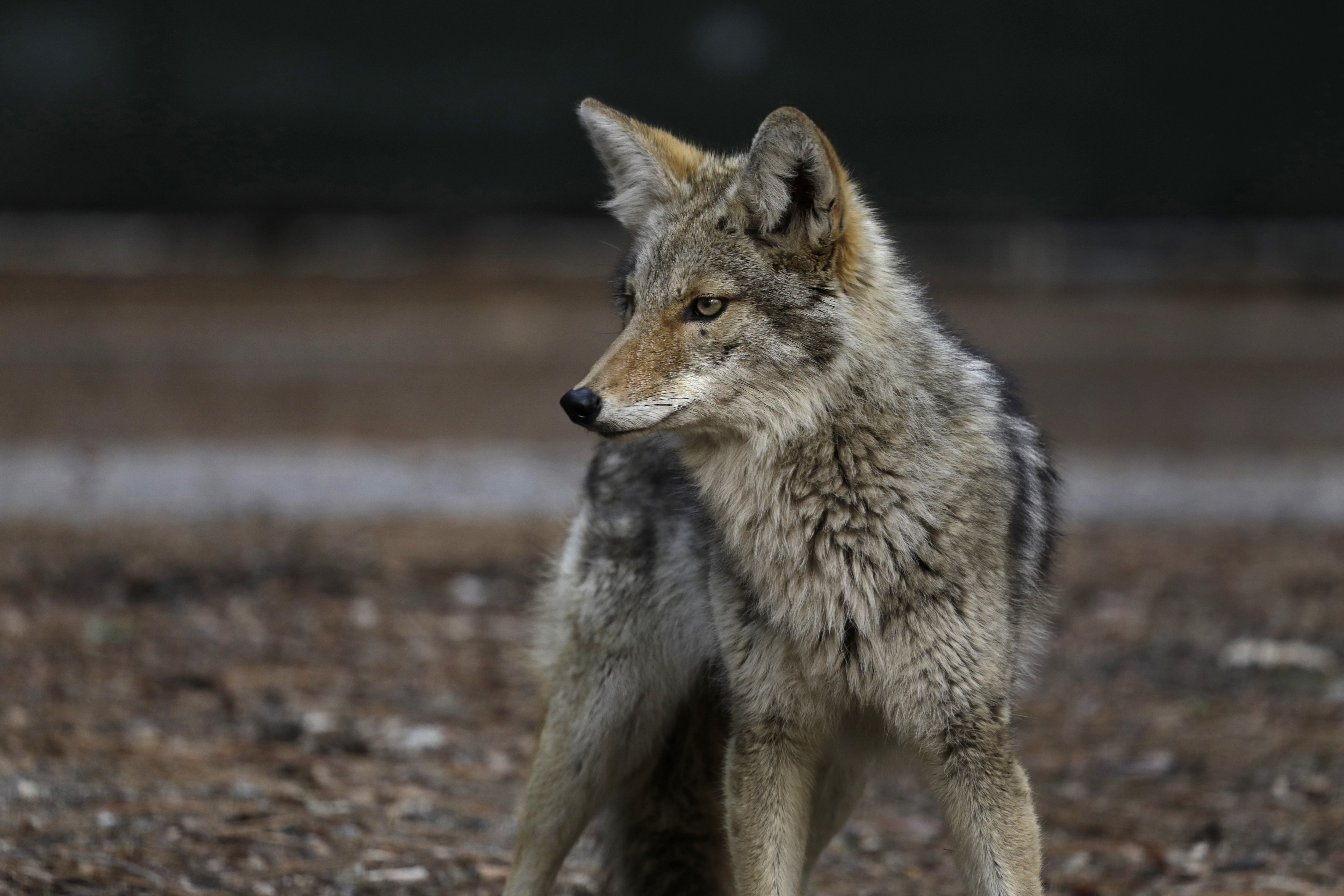 what to do if you see a coyote while walking your dog