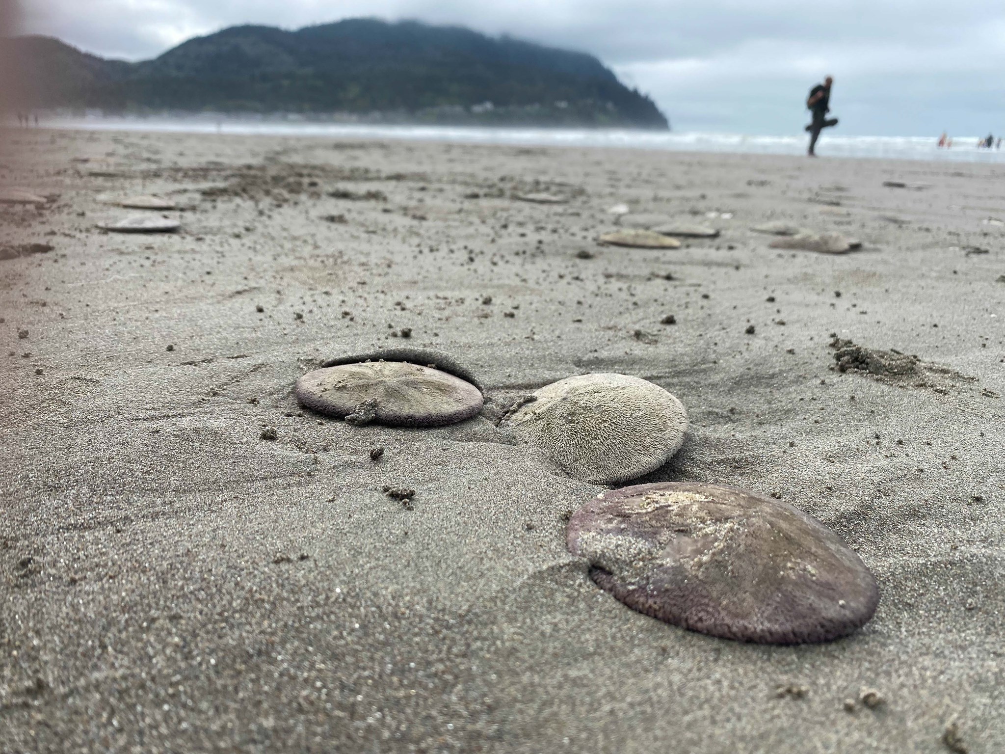 Thousands of live sand dollars wash up on Oregon coast at Seaside