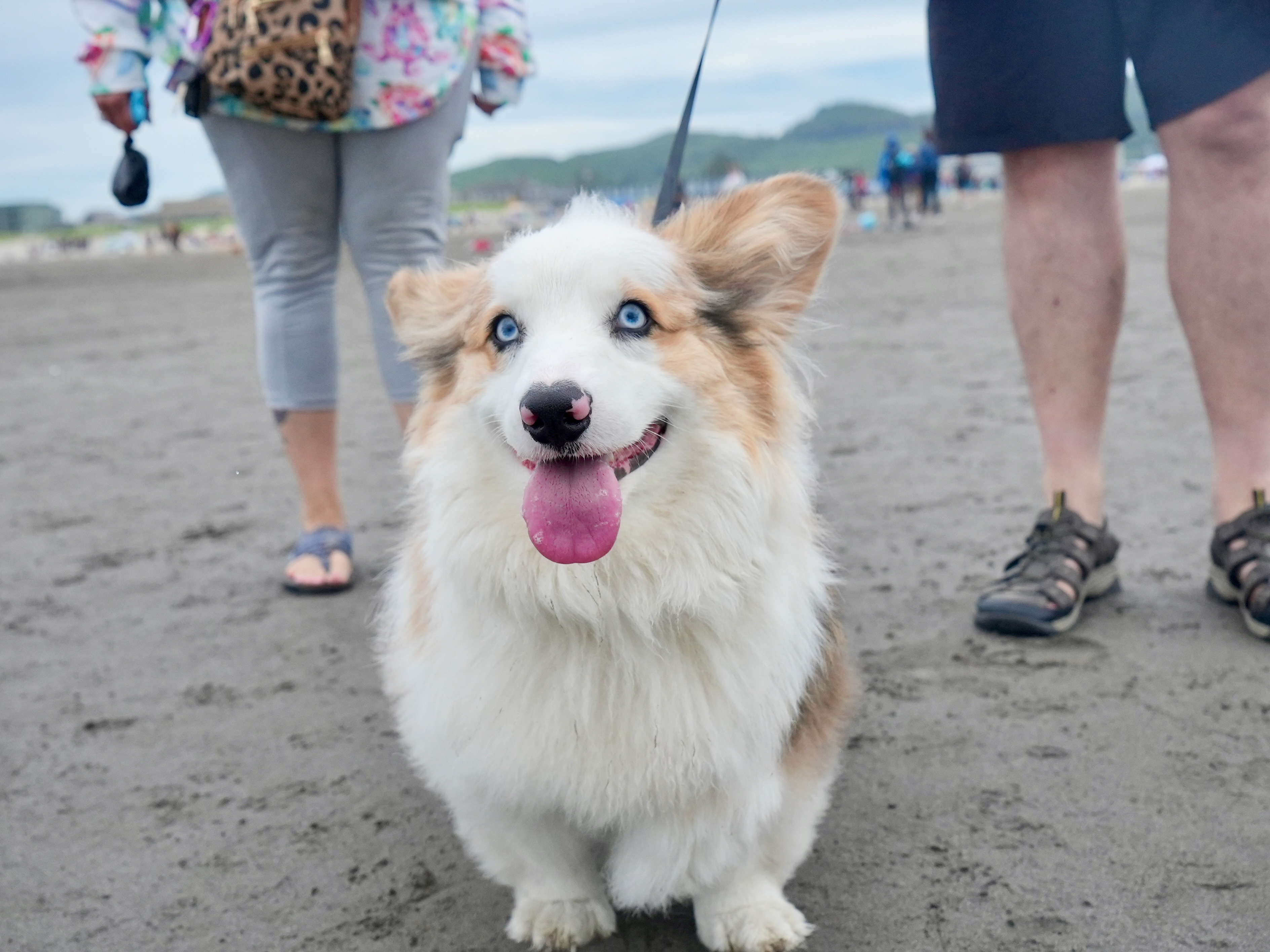 Corgi Beach Takeover - oregonlive.com