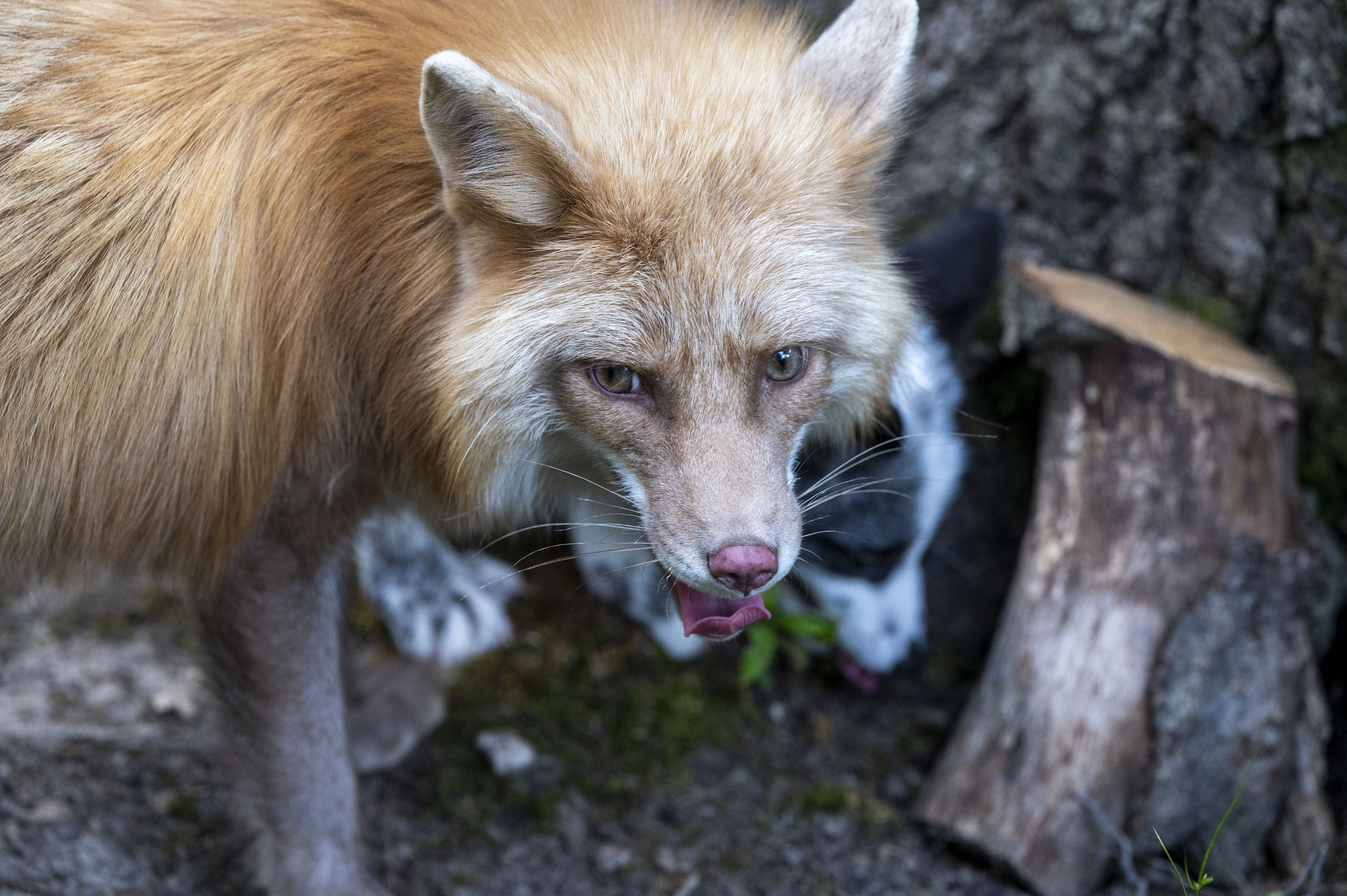 Fluffball foxes wander thousands of kilometres to find a home