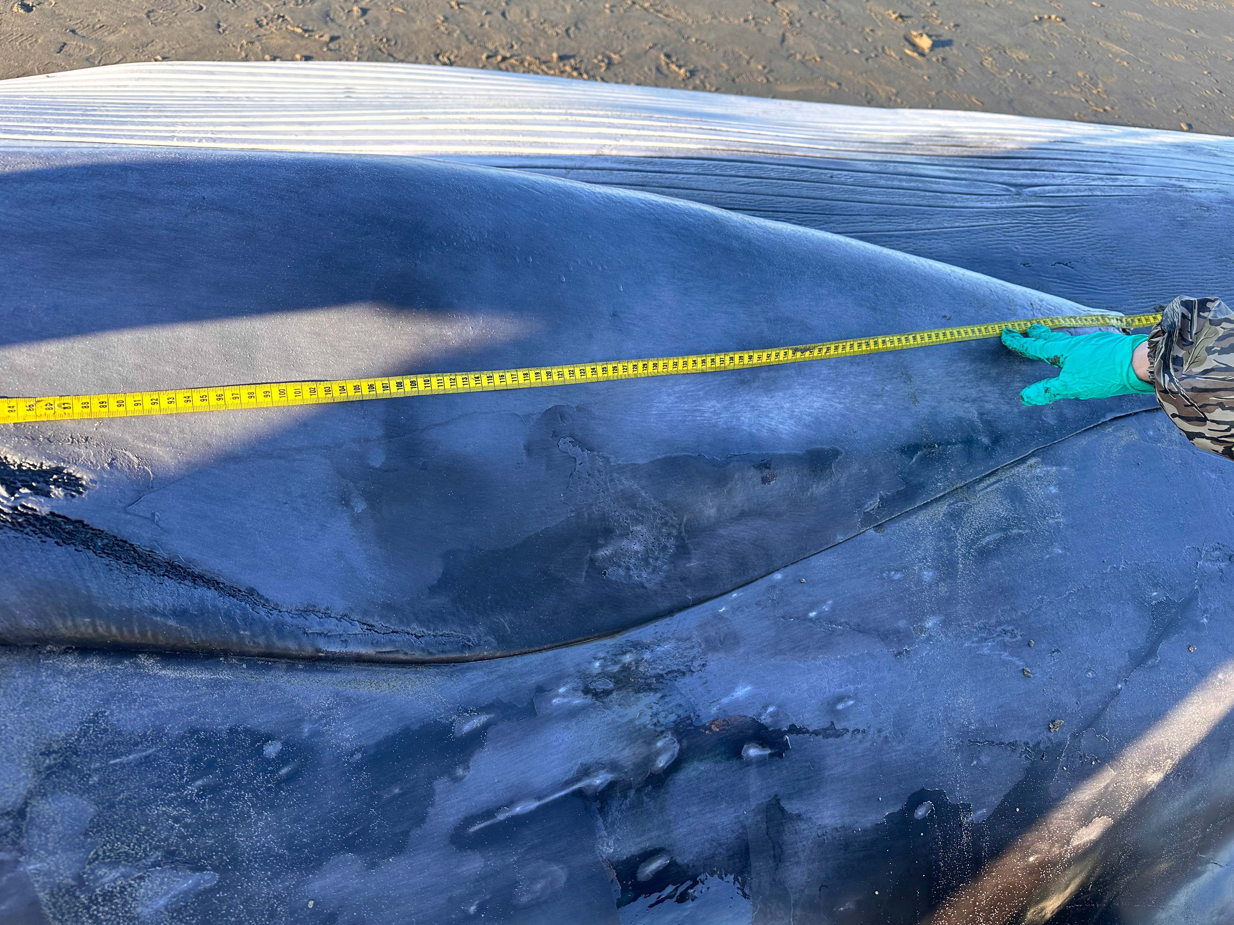 Fin Whale Found on Oregon Coast - oregonlive.com