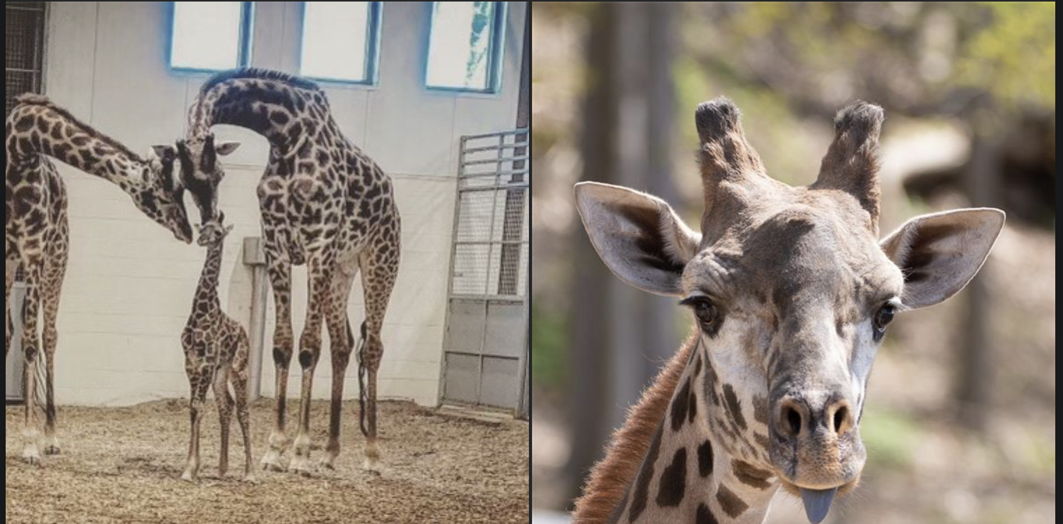 ☆再値下げ☆Gunnar Nylund Giraffe ☆再値下げ☆Gunnar Nylund