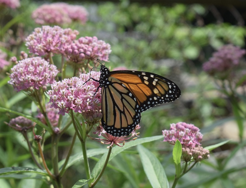 Out of the backyard and into the community with Native Plant Society of ...