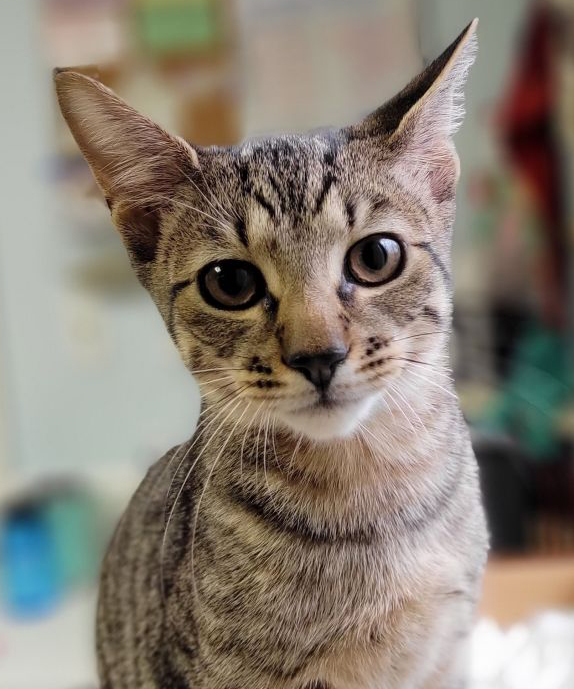 N.J. pets in need Jan. 31, 2022