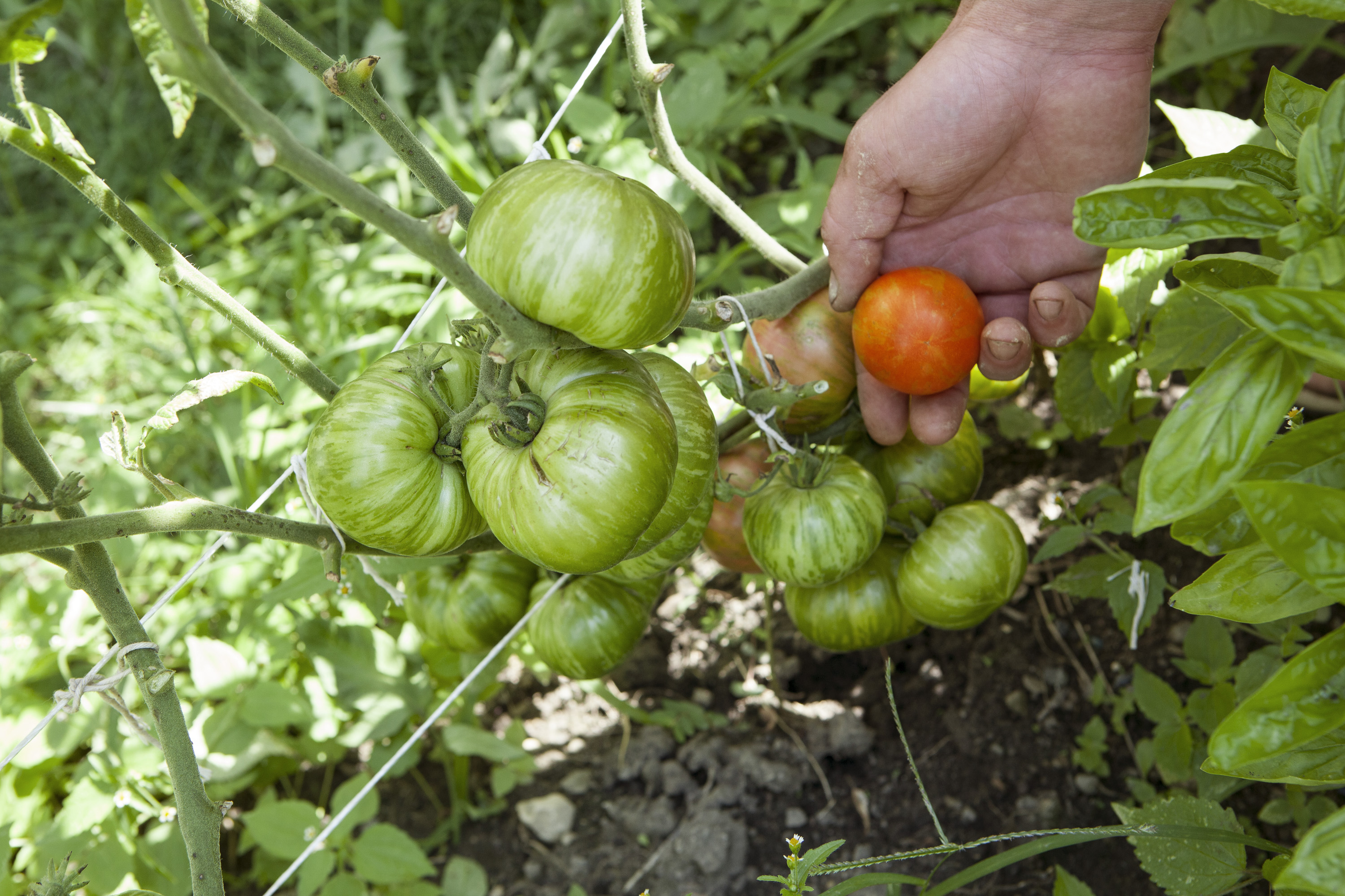 ardor in the garden how a couple of cleveland tomato guys are turning a backyard farm into an empathetic sustainable empire cleveland com