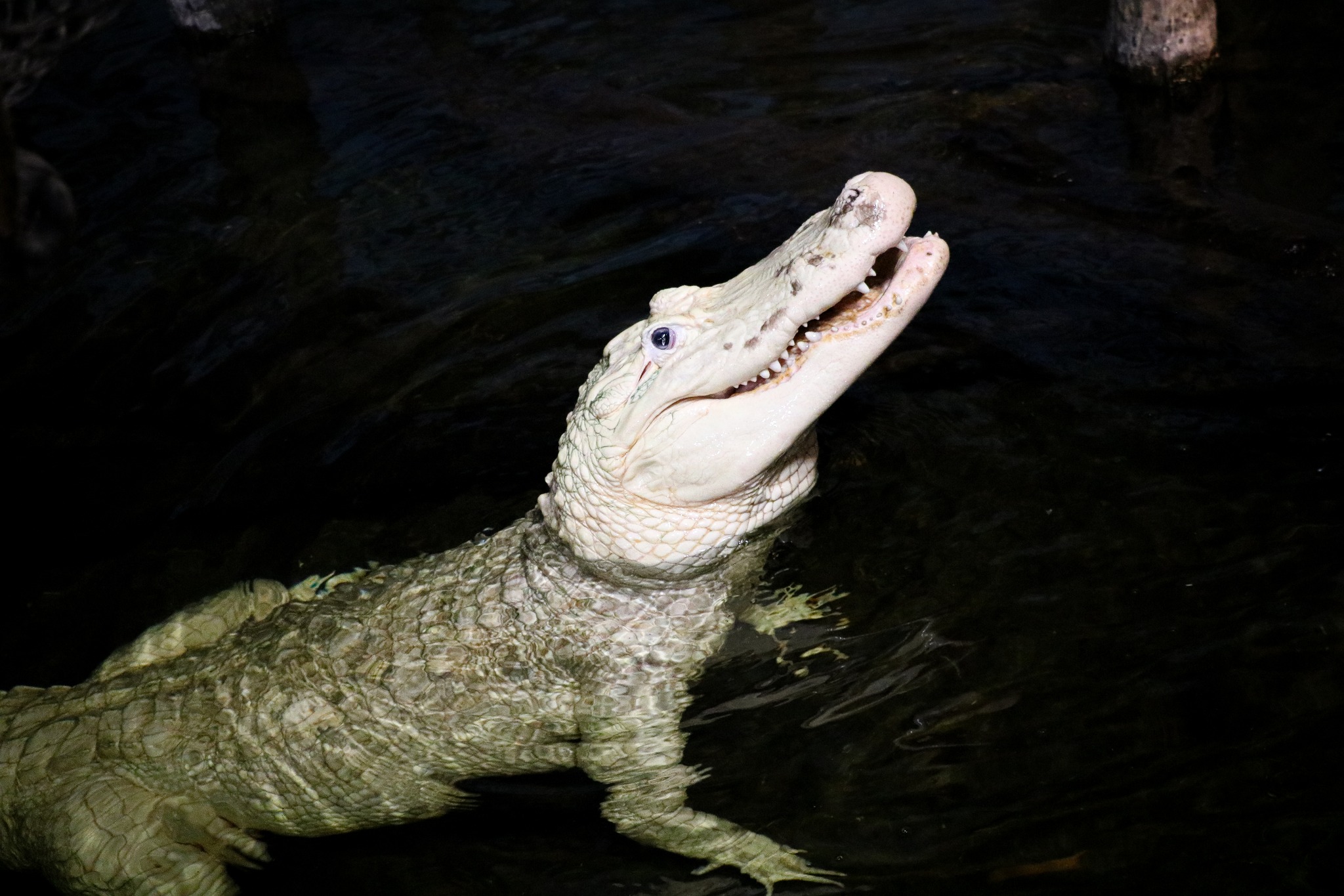 Alligator has 70 coins removed from its stomach by Nebraska zoo