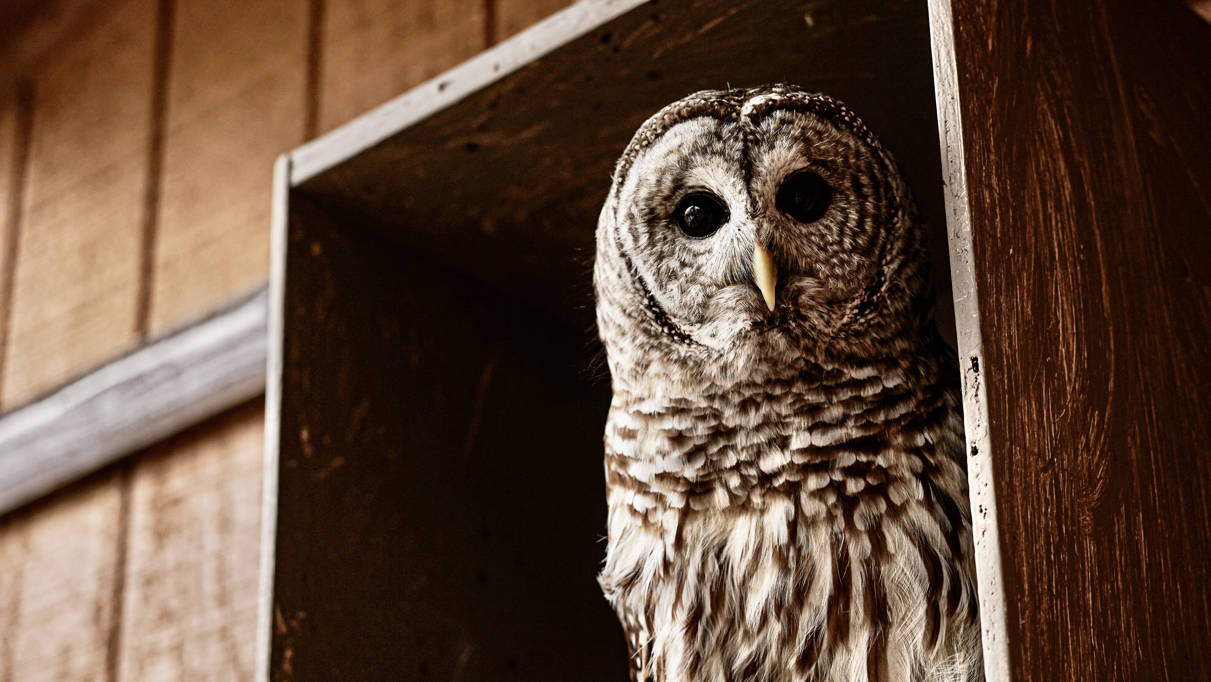 Superb Owl Sunday -- 8 fun facts about owls: Morgan Paskert