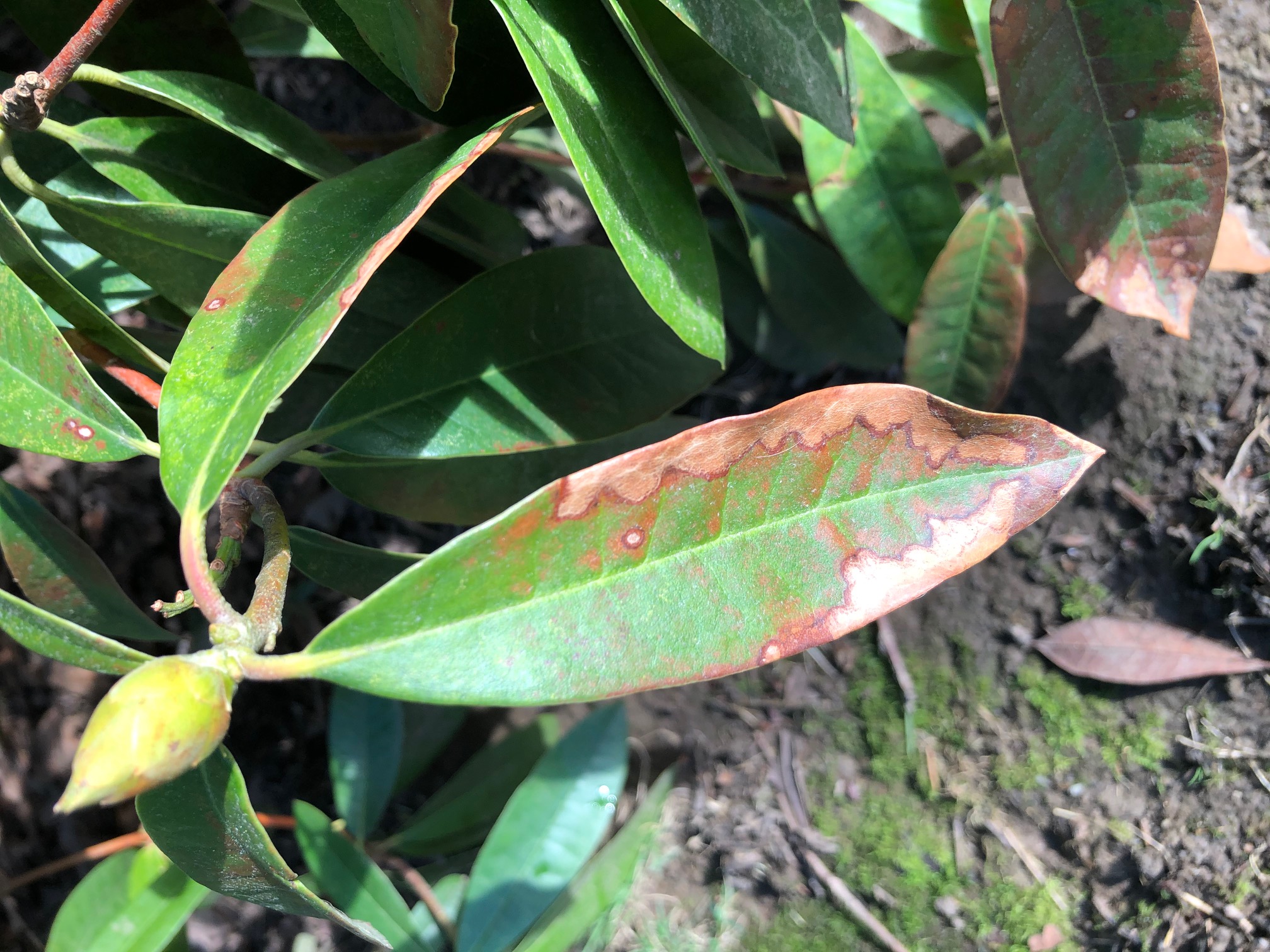 Ask an expert: Does this rhody have a fungal disease, or winter weather  damage? - oregonlive.com