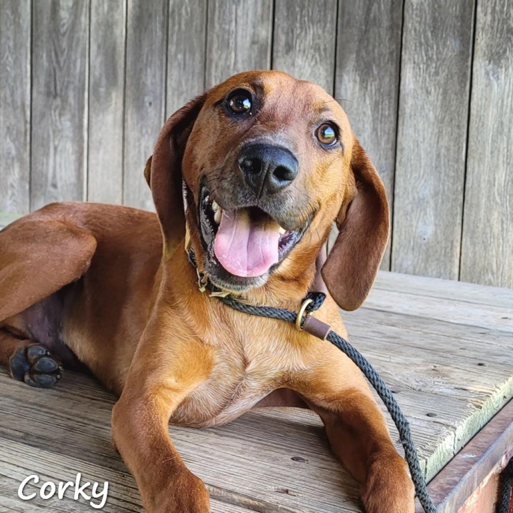 Golden Retriever's Love of Rain Through the Years Has the Internet in Their  Feelings, image size:1024x1024