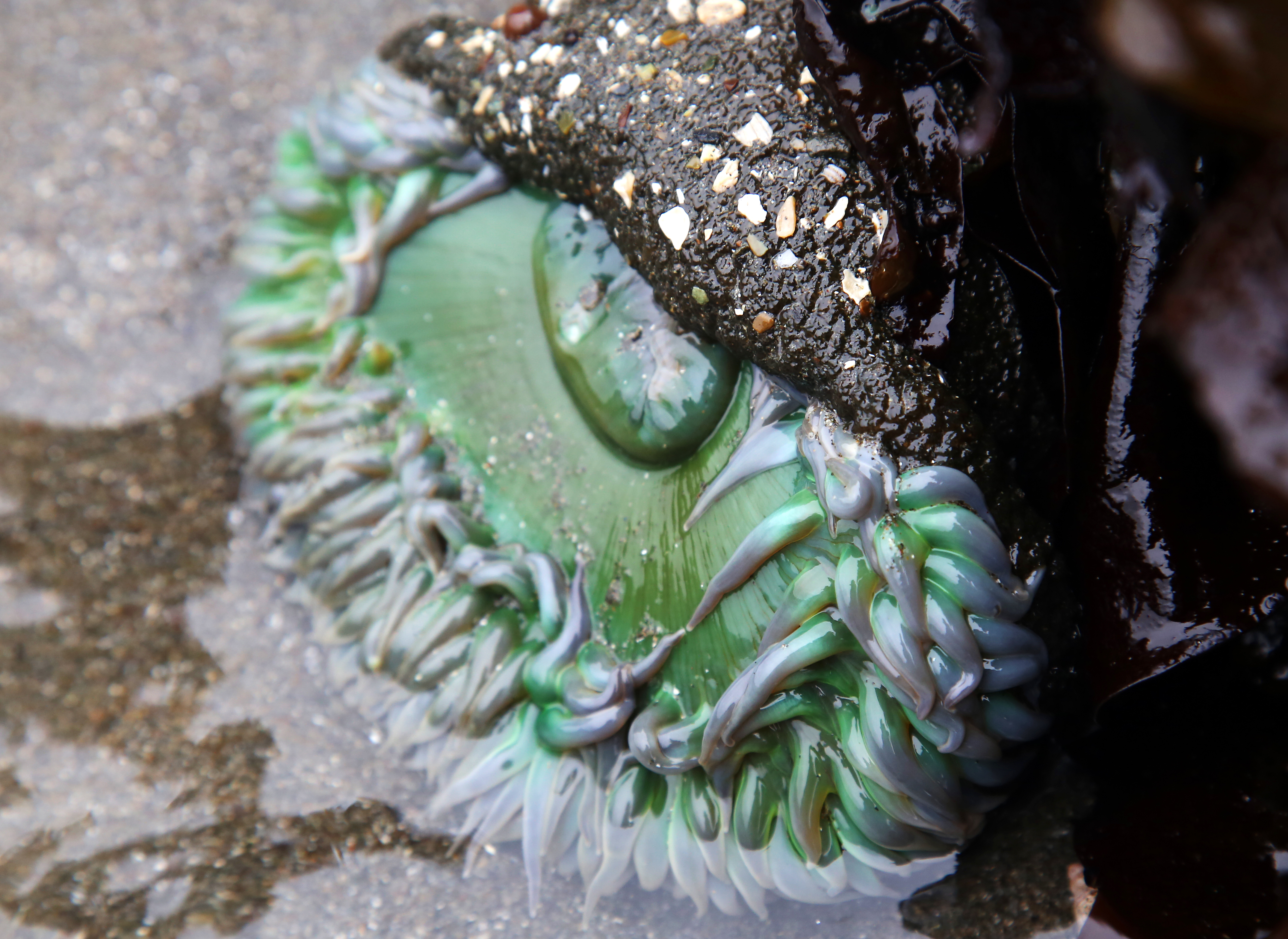 Pacific Northwest beach rock. Sort of green with white bits, very hard :  r/whatsthisrock