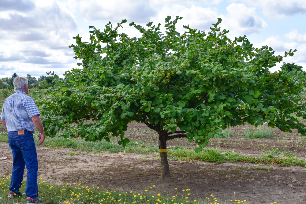 Oregon State scientist sees future in homegrown hazelnuts