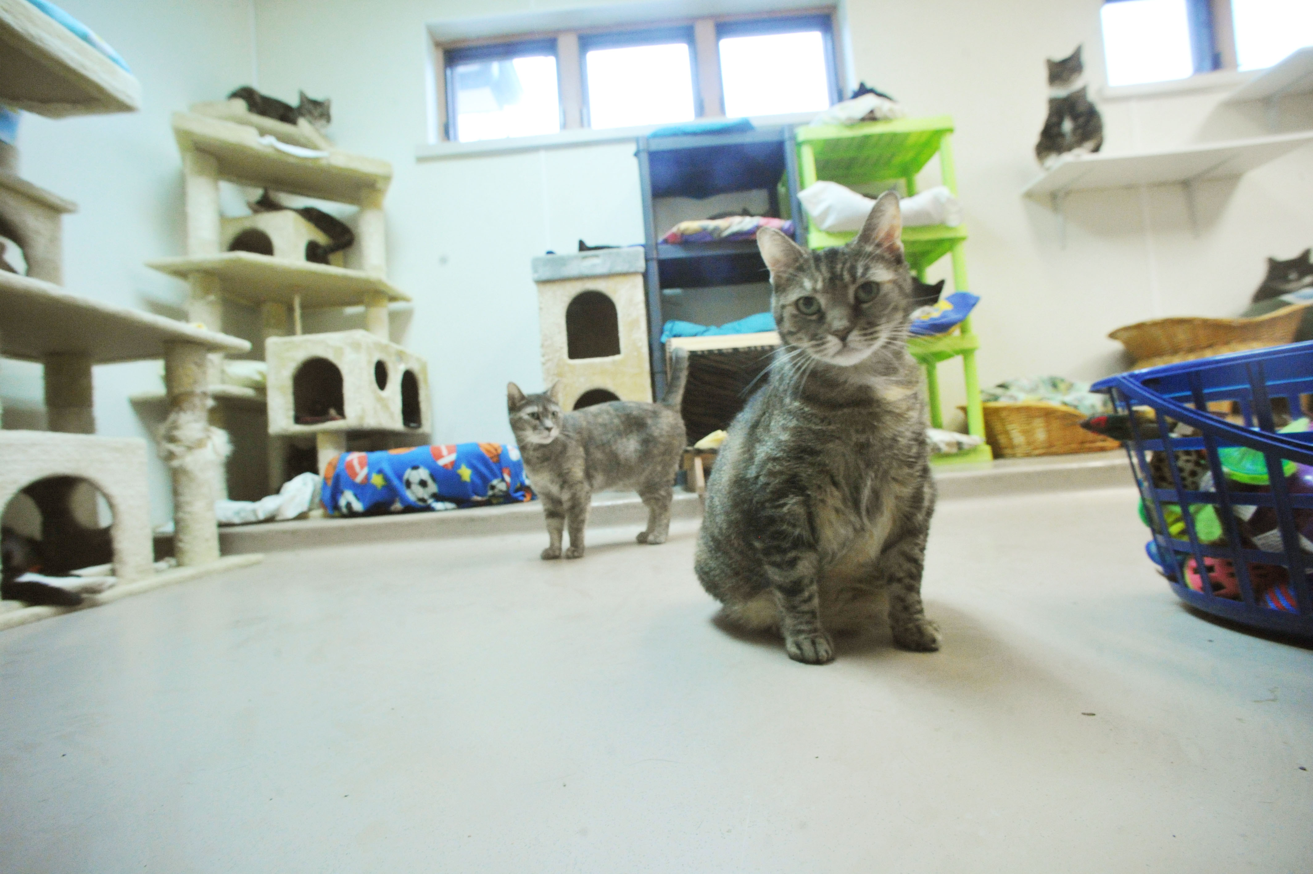 common sense for animals - lehighvalleylive.com