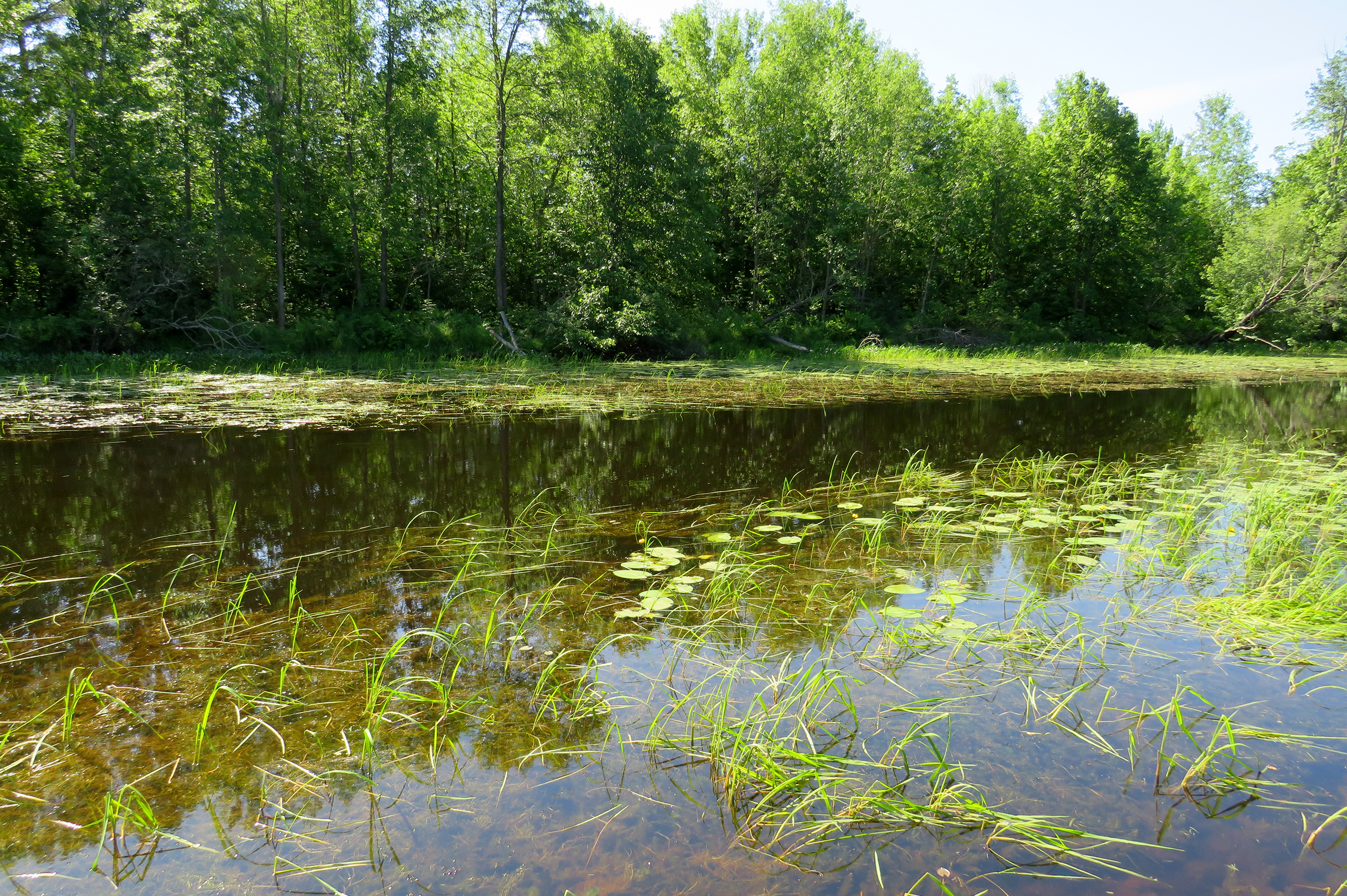 Climate change impacts wild rice as tribes work toward restoration ...