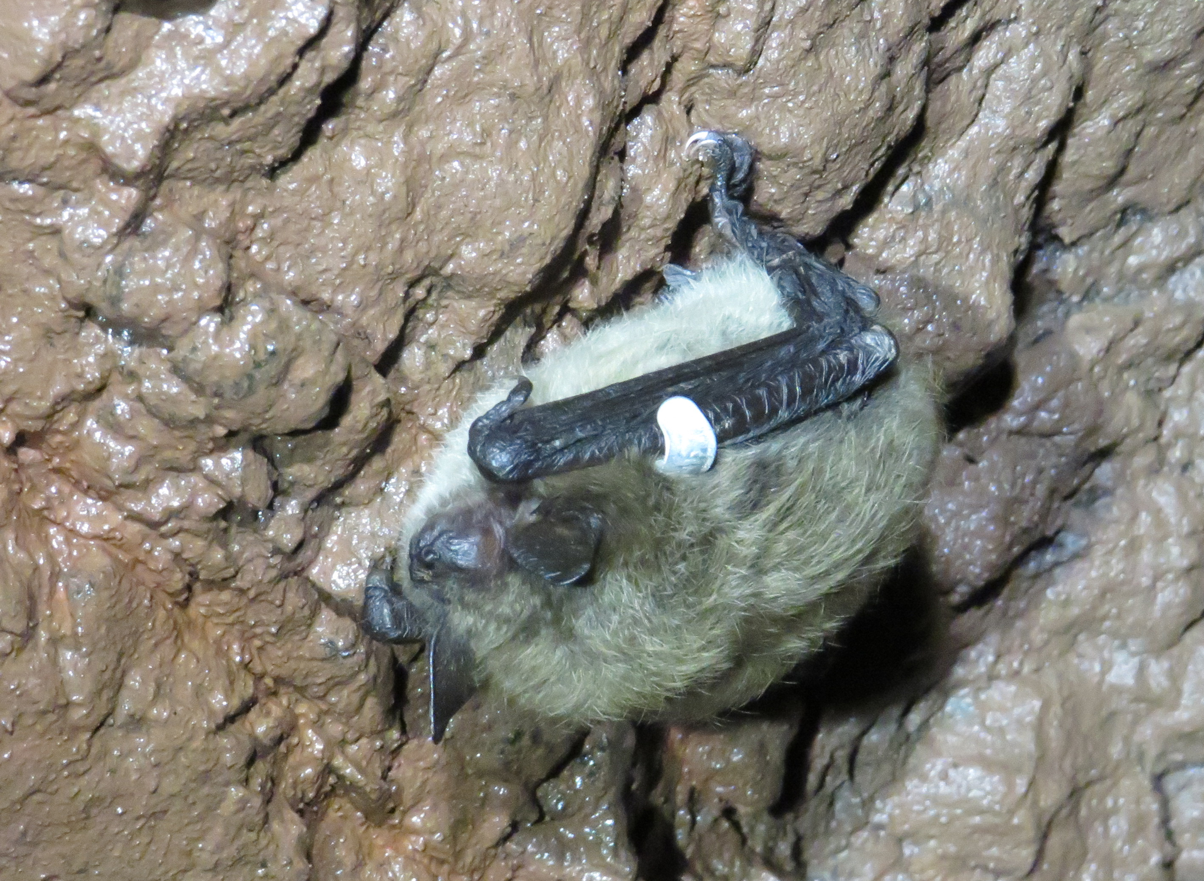 Cooling a copper mine to save bats from white nose syndrome - mlive.com