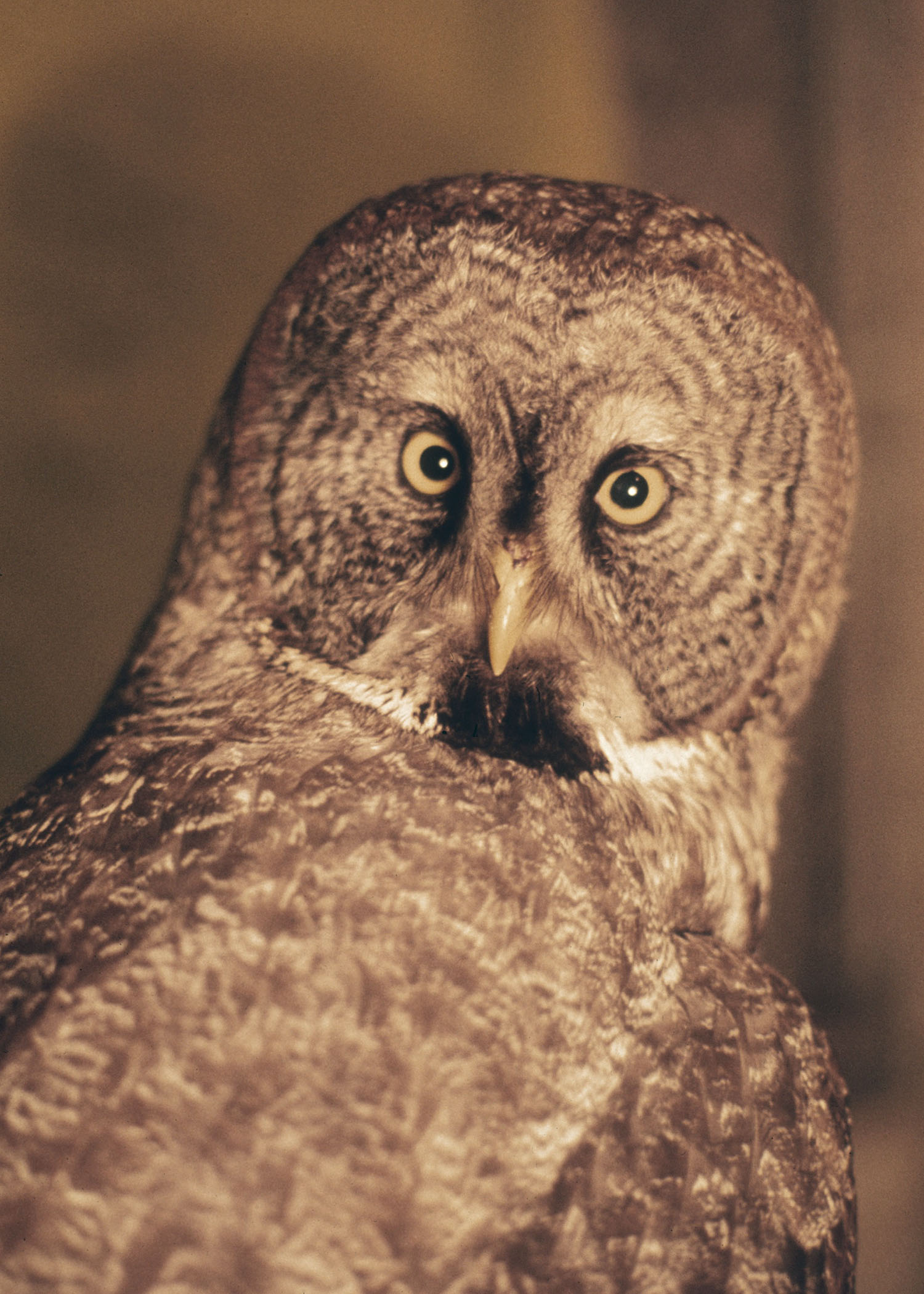 Owls Central Oregon