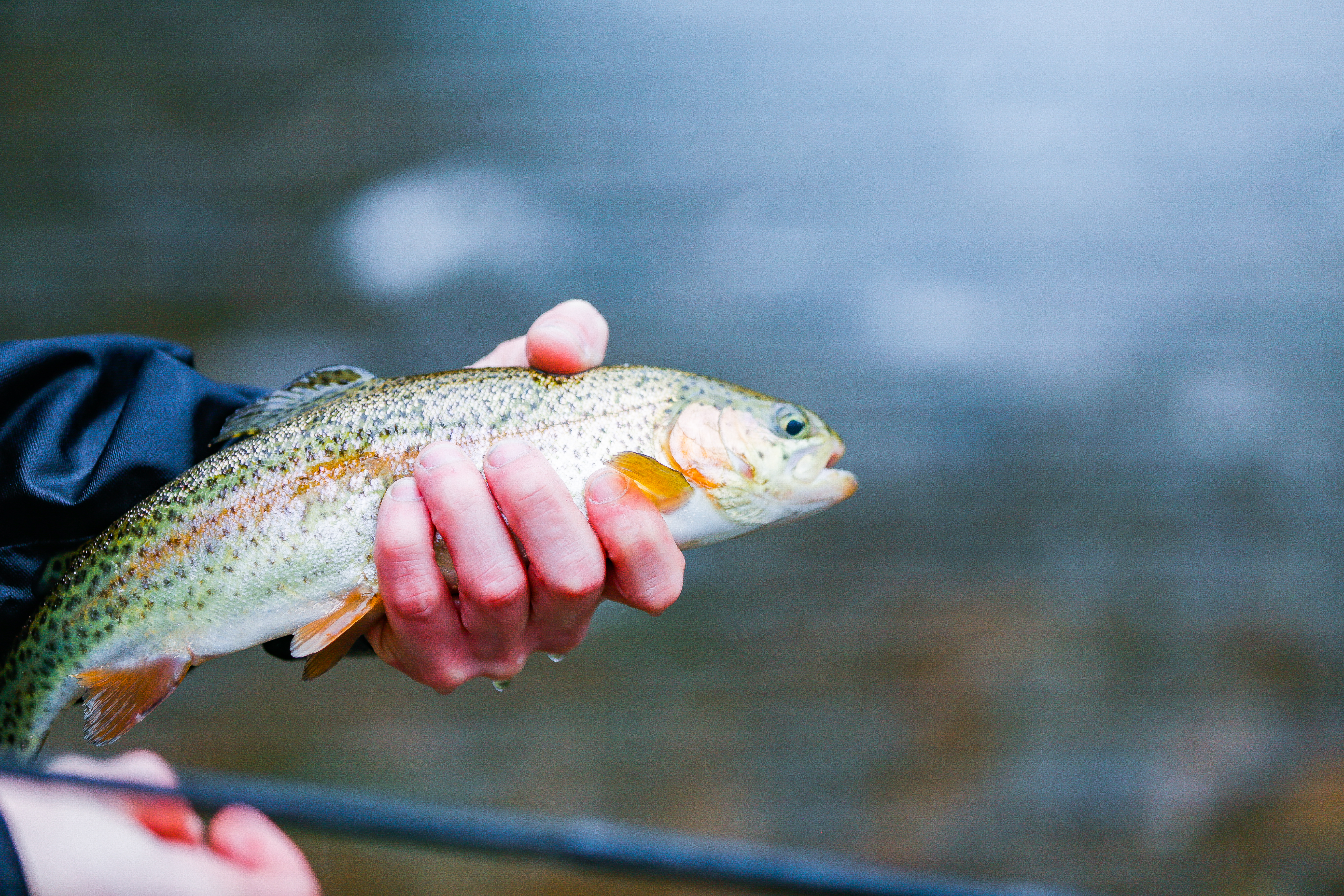 Trout Magnet: Catching Them All Hook, Line, and Sinker - Only In
