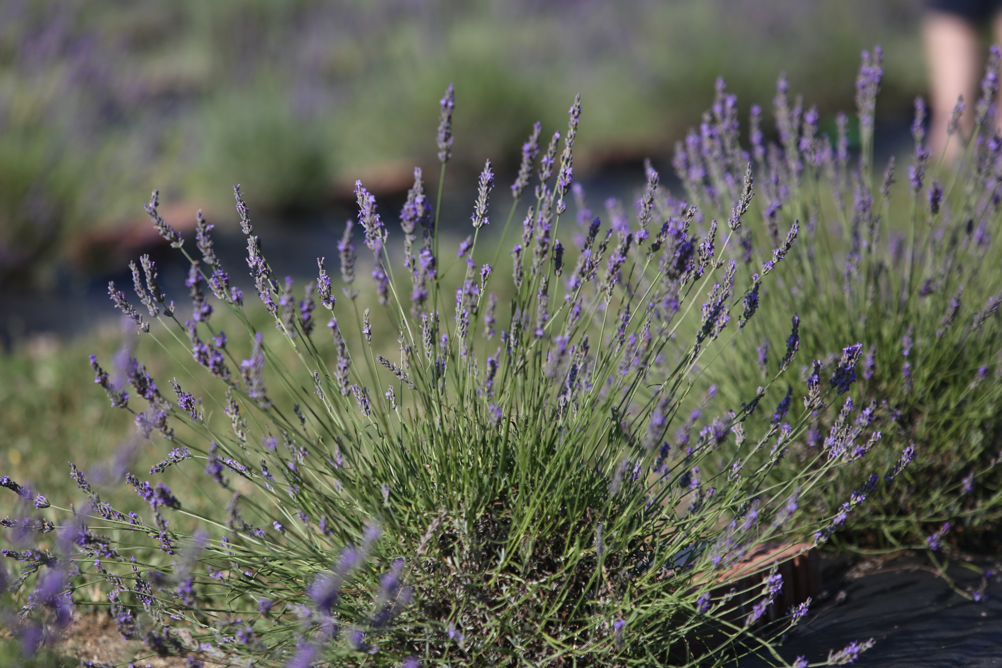 Lavender Trails Farm in Orrville