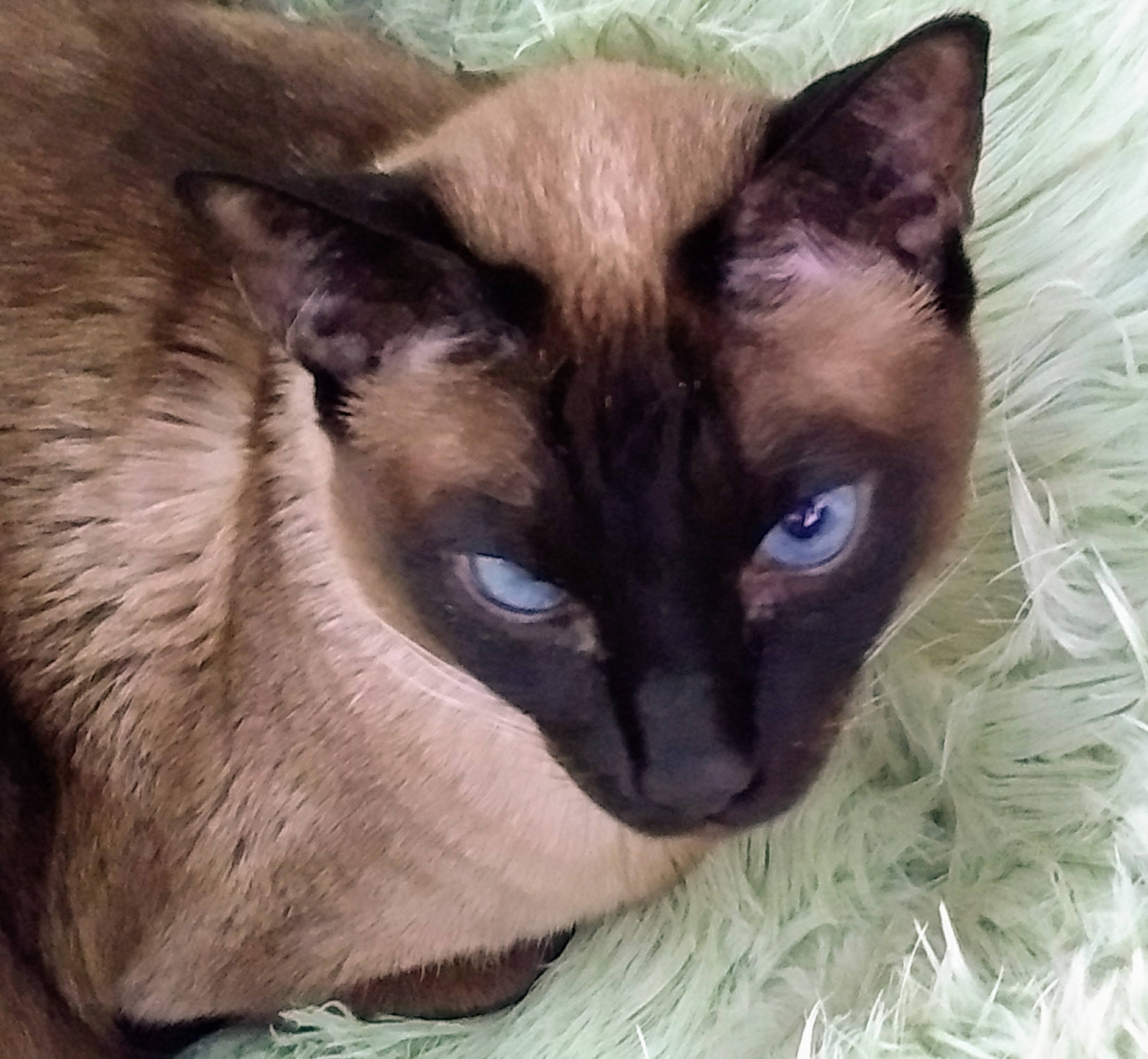 Neko The Siamese Cat Keeps His Family Entertained Send Us Your Pet Rescue Stories Cleveland Com