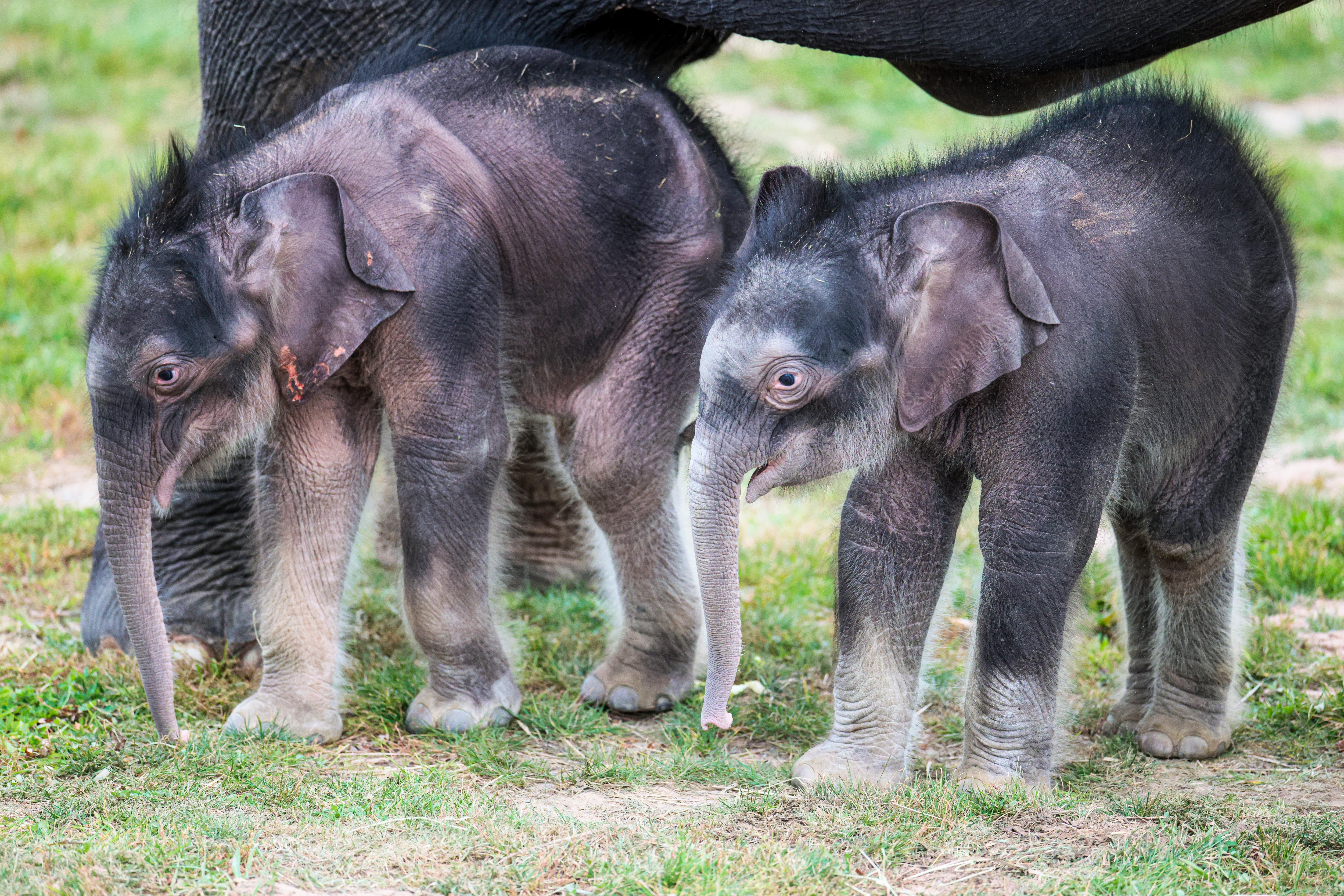 See adorable, extremely rare twin elephants born at Syracuse zoo (photos) 