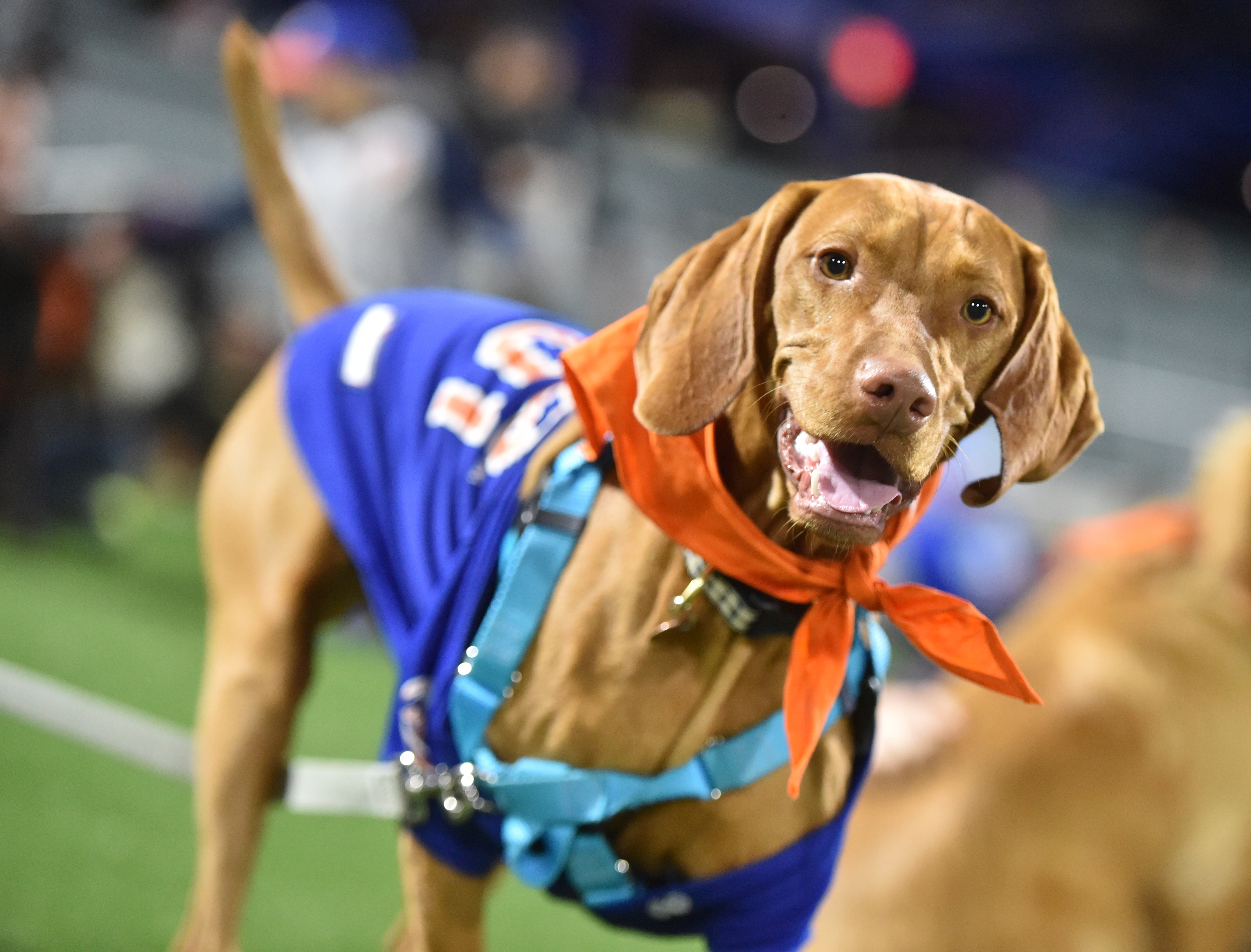 Syracuse Mets to Host Bark in the Park #2 & #3, September 15th & 29th