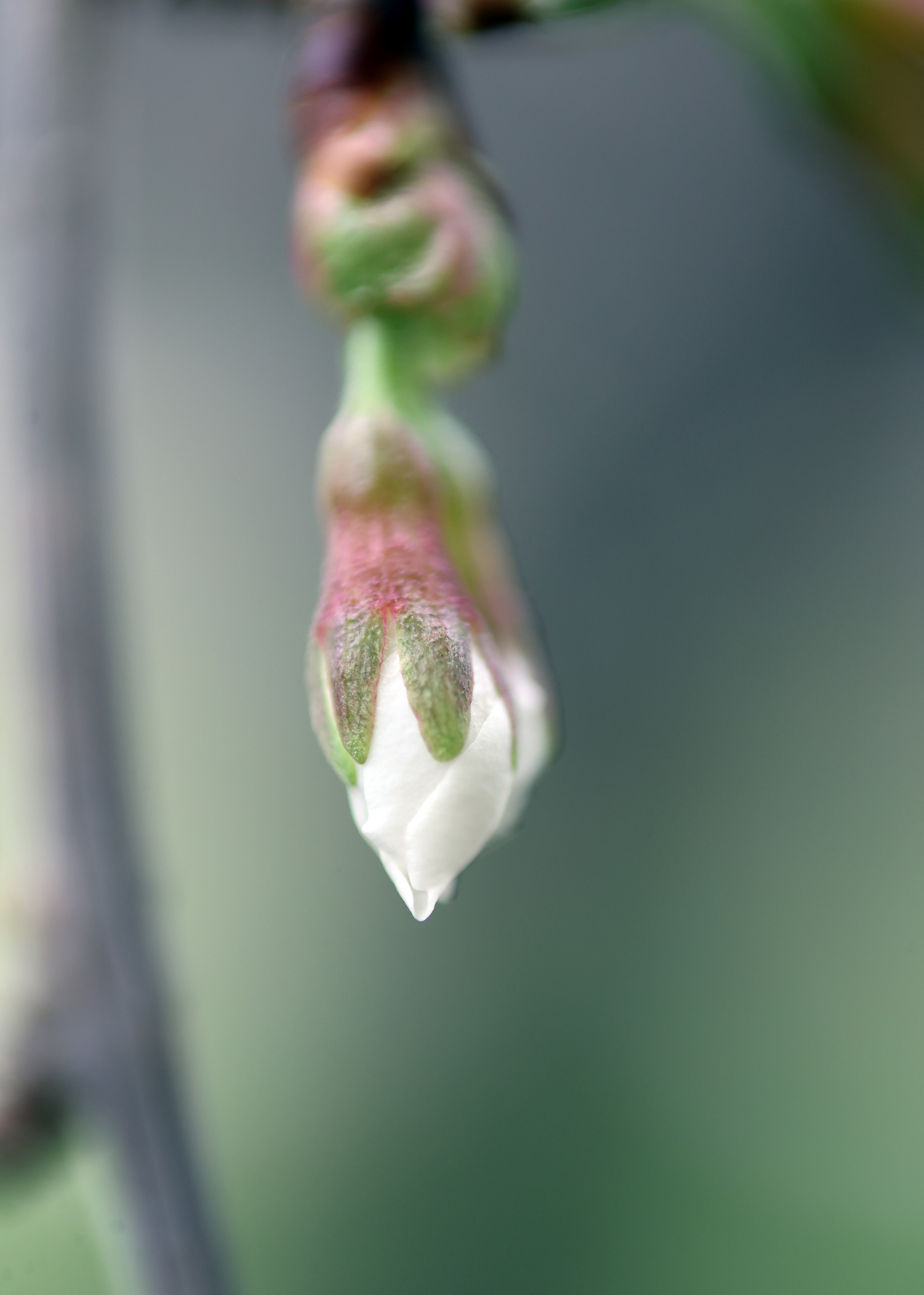 Spring blooms in northeast Ohio, March 19, 2024 - cleveland.com