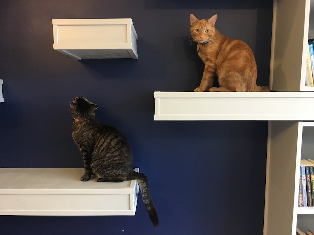 The Cats - affoGATO Cat Café