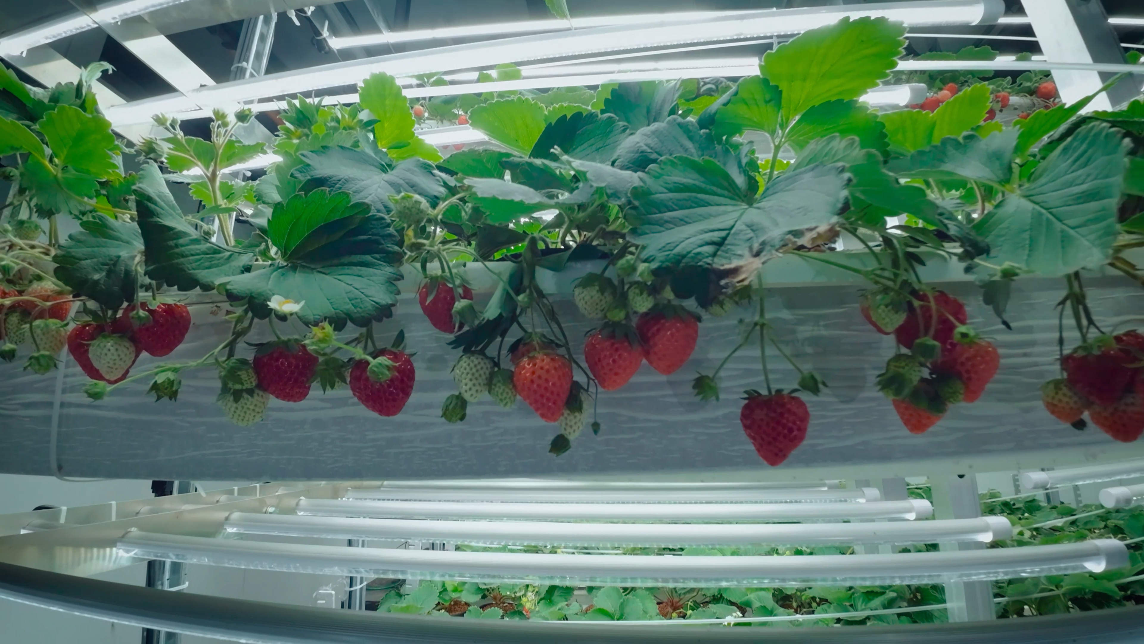 Indoor vertical farm opens in Phillipsburg area, growing