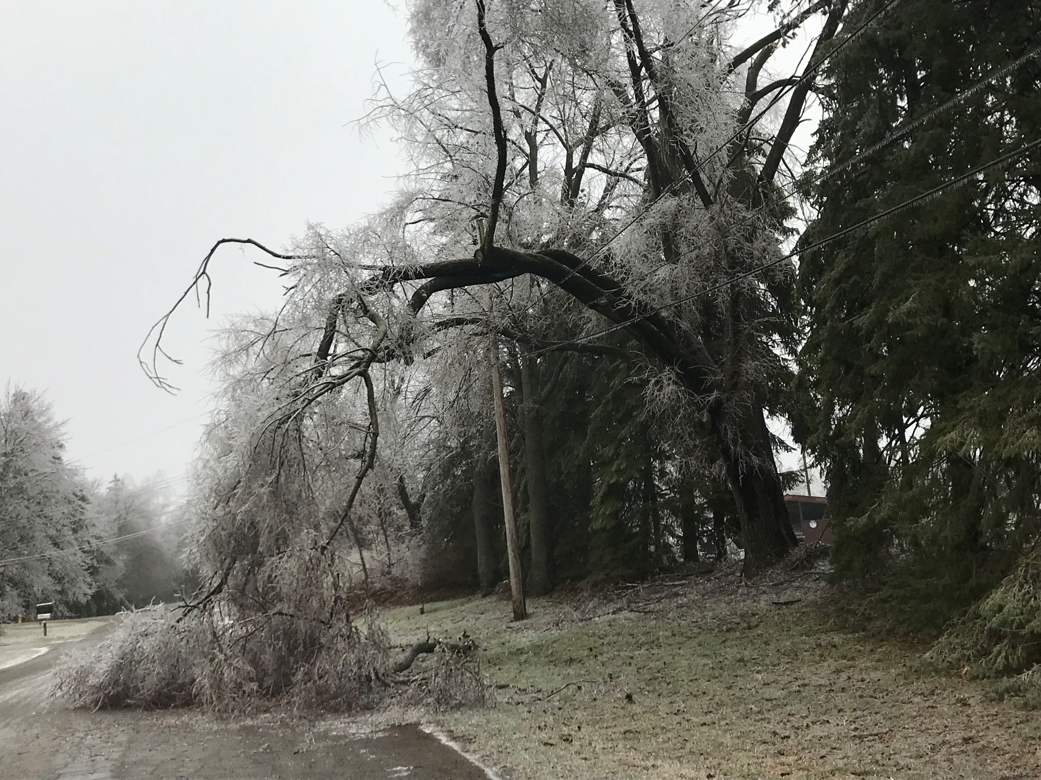 Tree branch pickup plans announced for Ann Arbor, Ypsilanti areas following  ice storm