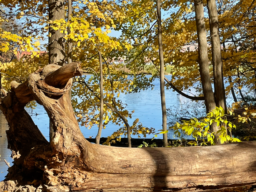 Trekking Through autumn has begun in Medina County parks