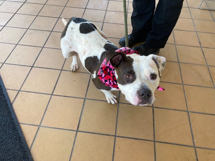 Michigan dog who chewed off own leg garners public support, donations