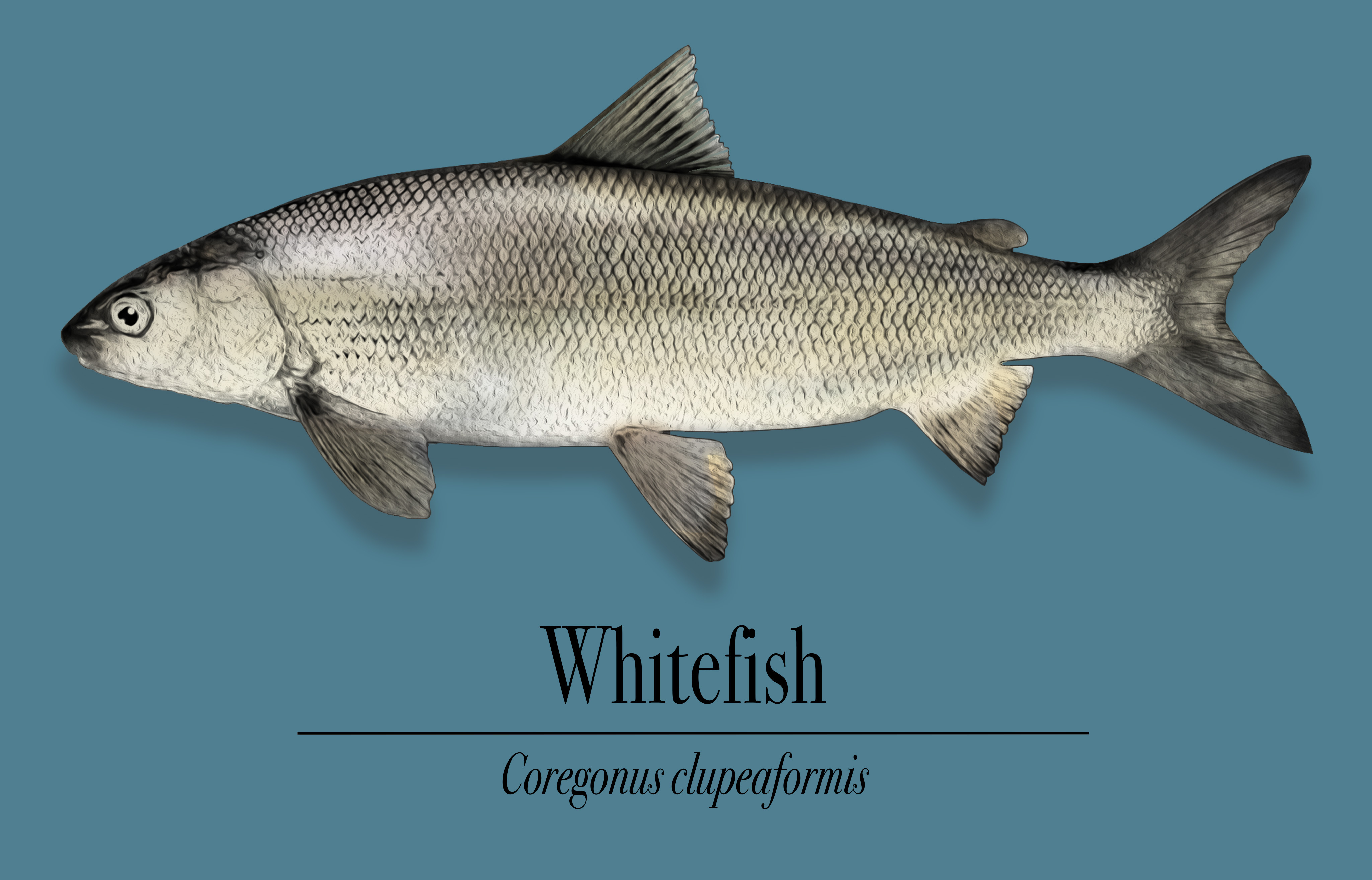 Script Whitefish Whitefish 'translocation' project helping rescue collapsing species ...